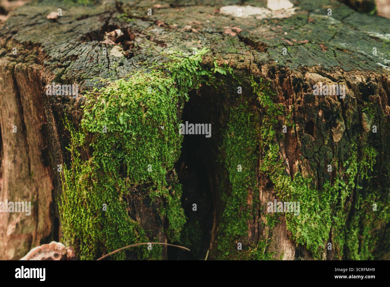 Nahaufnahme von grünem Moos, das auf einem alten verwitterten Baumstumpf in einem Wald wächst Stockfoto