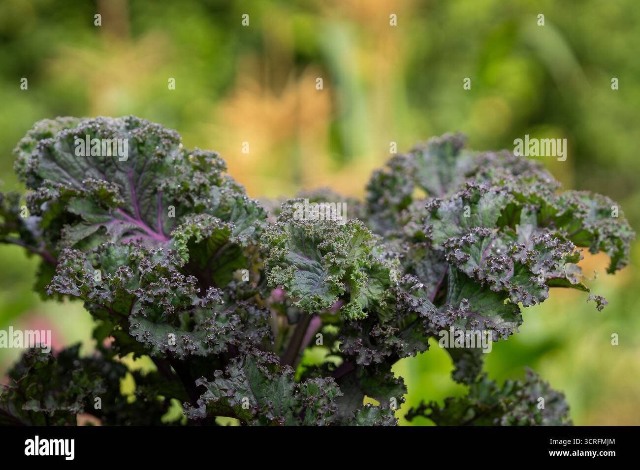 Scharlach-Grünkohl, Brassica oleracea, wächst in einem Bio-Garten. Dekorative Brassica oleracea, Sorte Curly Scarlet. Mehrfarbiger Dekorkohl. Stockfoto