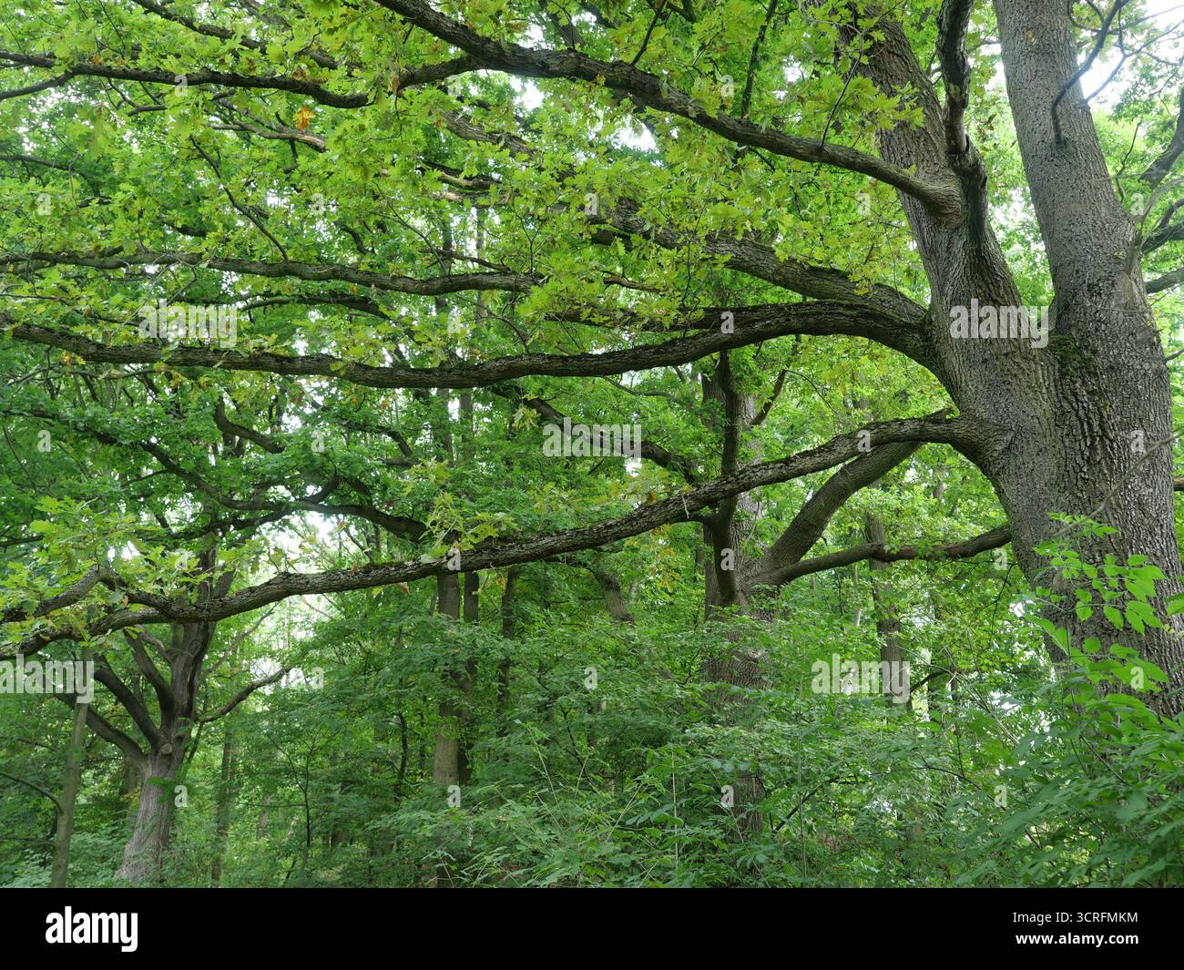 Alte Eiche mit ausbreitenden Ästen und dichtem grünen Laub. Licht filtert durch Baumkronen. Kopierraum. Stockfoto