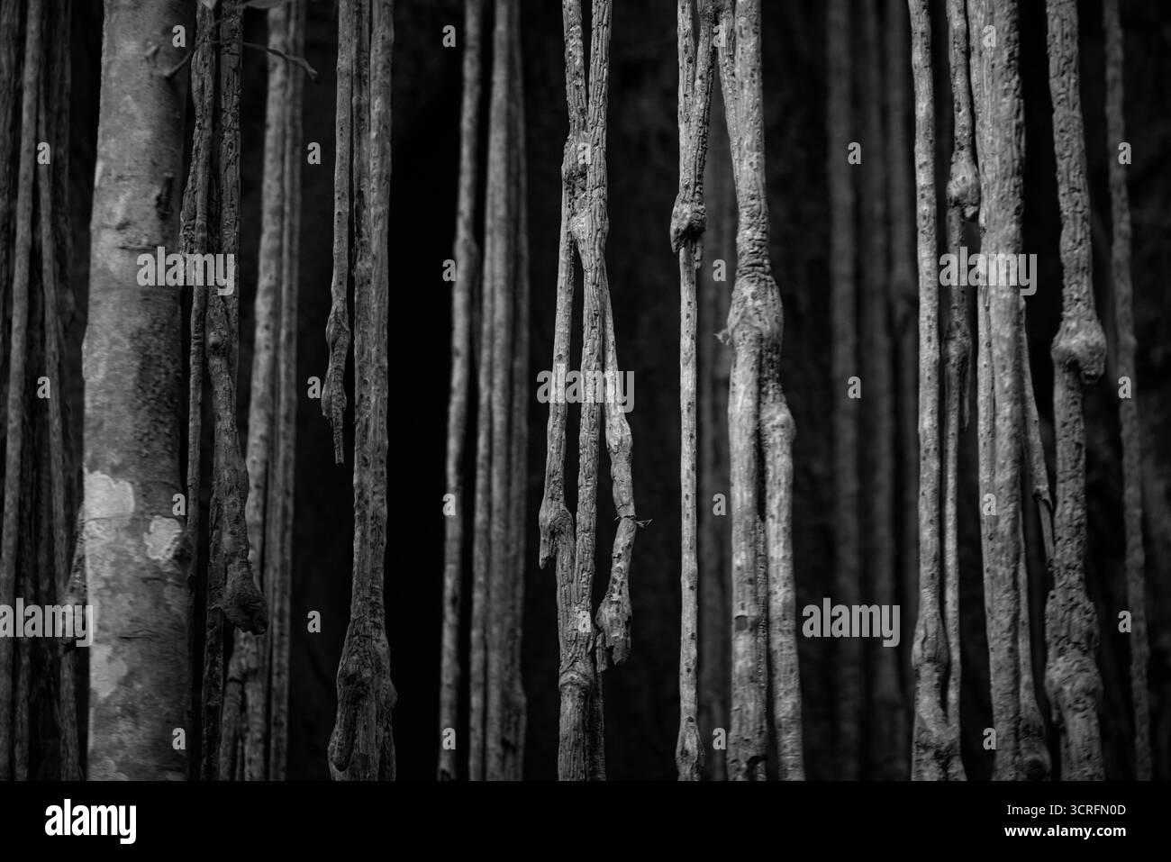 Abstraktes Kunstwerk in der Natur Dunkle hängende Wurzeln in monochromer Ästhetik und Stil Stockfoto