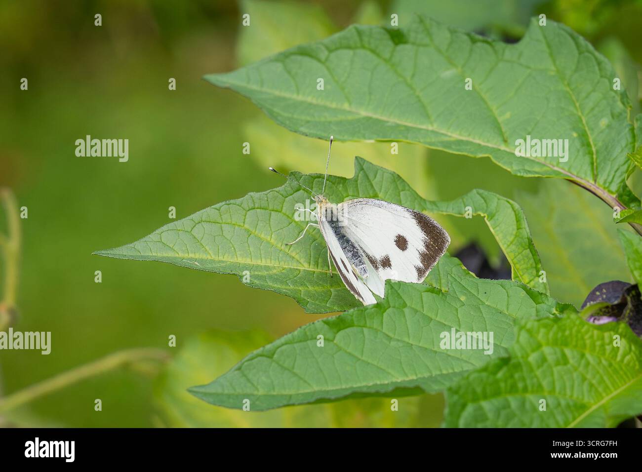 Pieris brassicae, der große Weiße, auch Kohl-Schmetterling genannt. Großer weißer Schmetterling (Pieris brassicae) auf peruanischem Apfel (Nicandra physalodes). Stockfoto