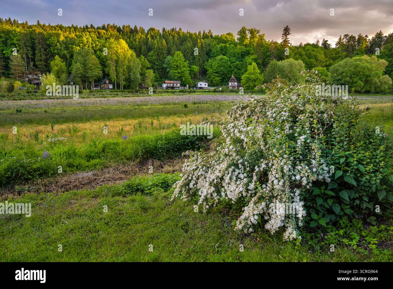 Blühende Wiese und Feld mit weißem Sträucher am Flussufer, Holz und kleine Hütte im Erholungsgebiet ich schöne Sonnenbeleuchtung. Kolodeje nad Luz Stockfoto