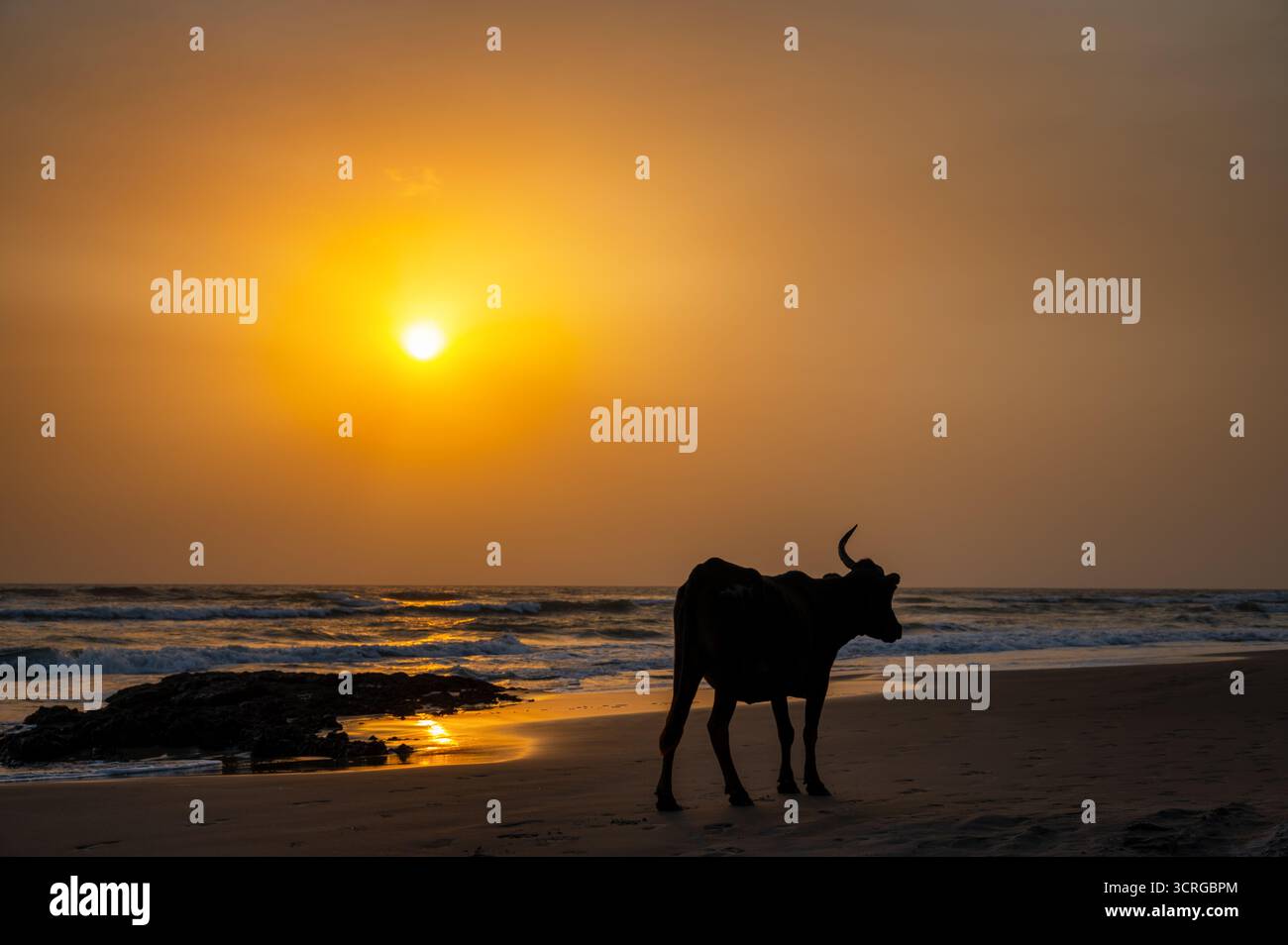 Kuh am Strand am Cap Skirring, Senegal bei Sonnenuntergang Stockfoto
