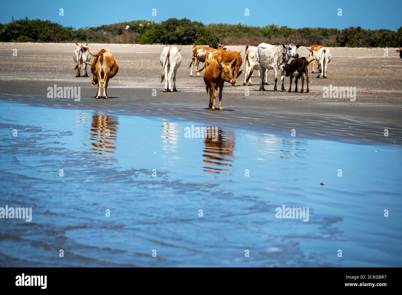 Kühe hängen an einem Strand am Cap Skirring in der Nähe der Grenze zwischen Senegal und Guinea-Bissau Stockfoto