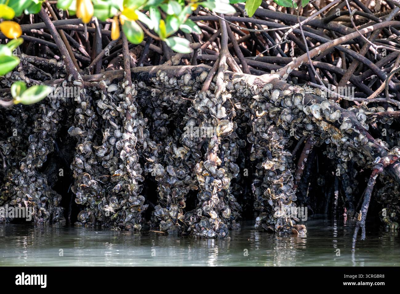 Süßwasseraustern oder Muscheln, die in einem Mangrovenwald am Casamance River im Senegal wachsen Stockfoto