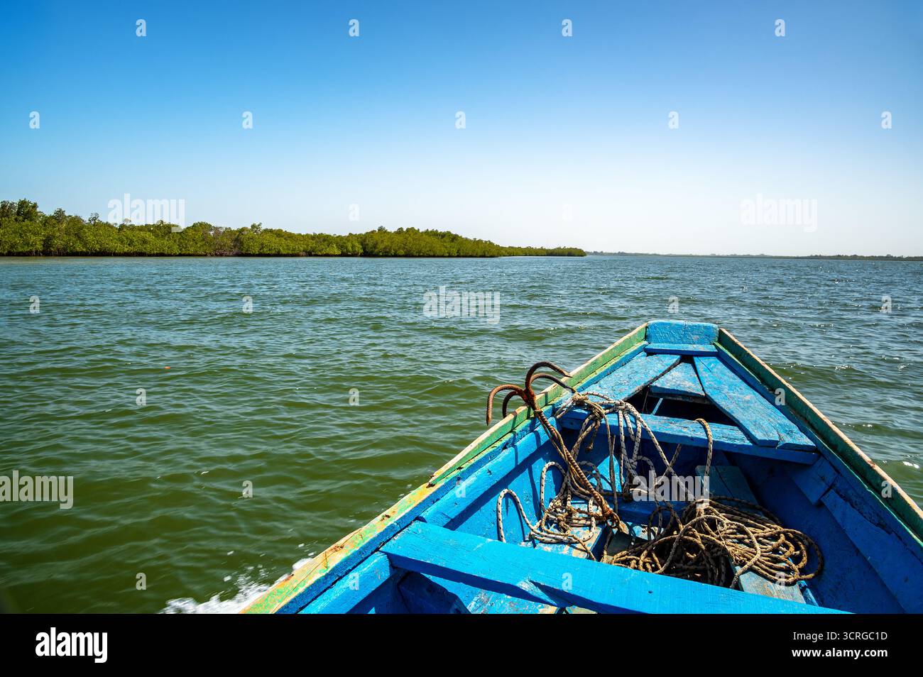 Kleines Blau am mächtigen Casamance River in der Nähe von Ziguinchor, Senegal Stockfoto