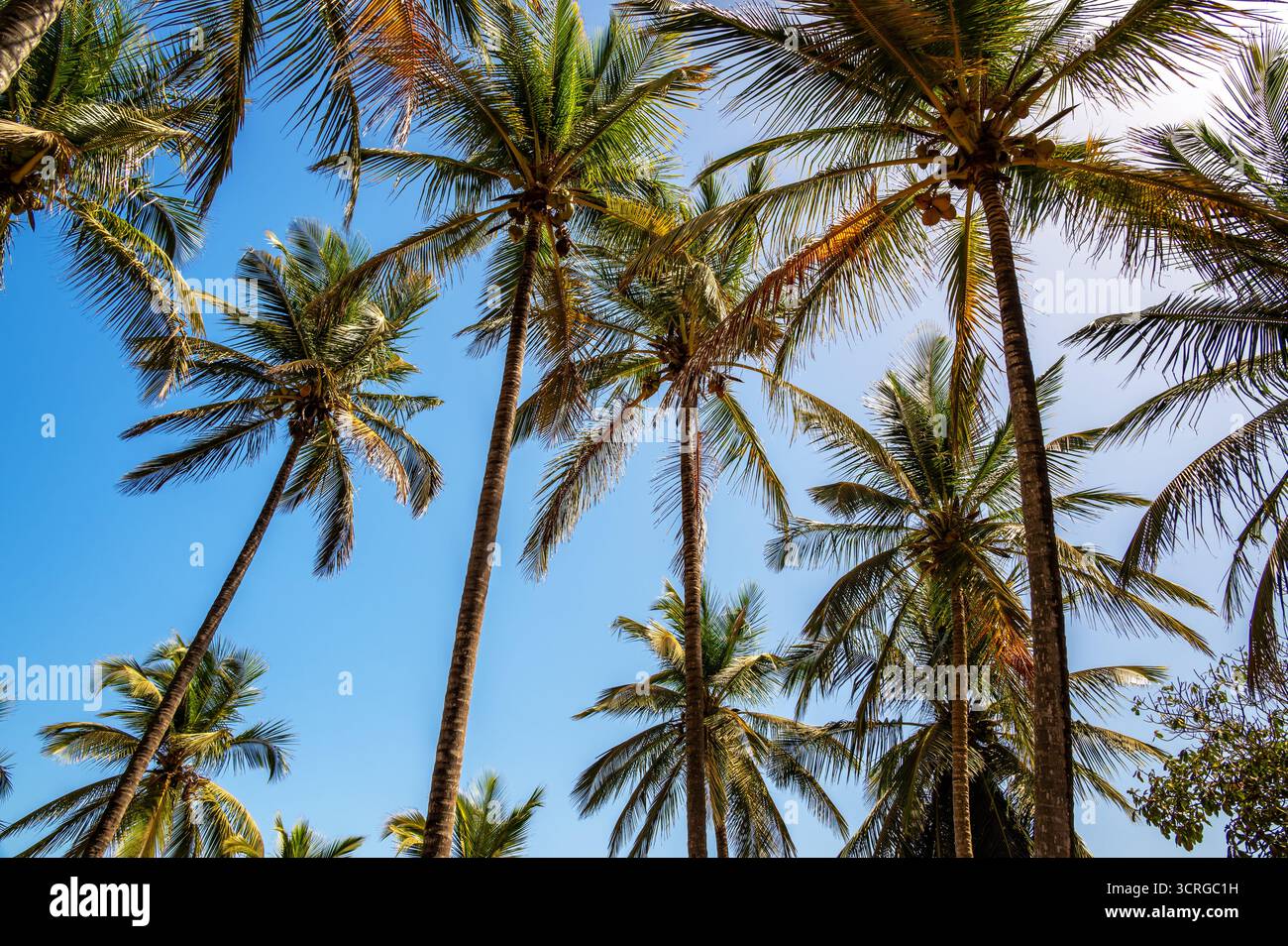 Blick auf Palmen und einen wunderschönen blauen Himmel in Ehidj, Senegal Stockfoto