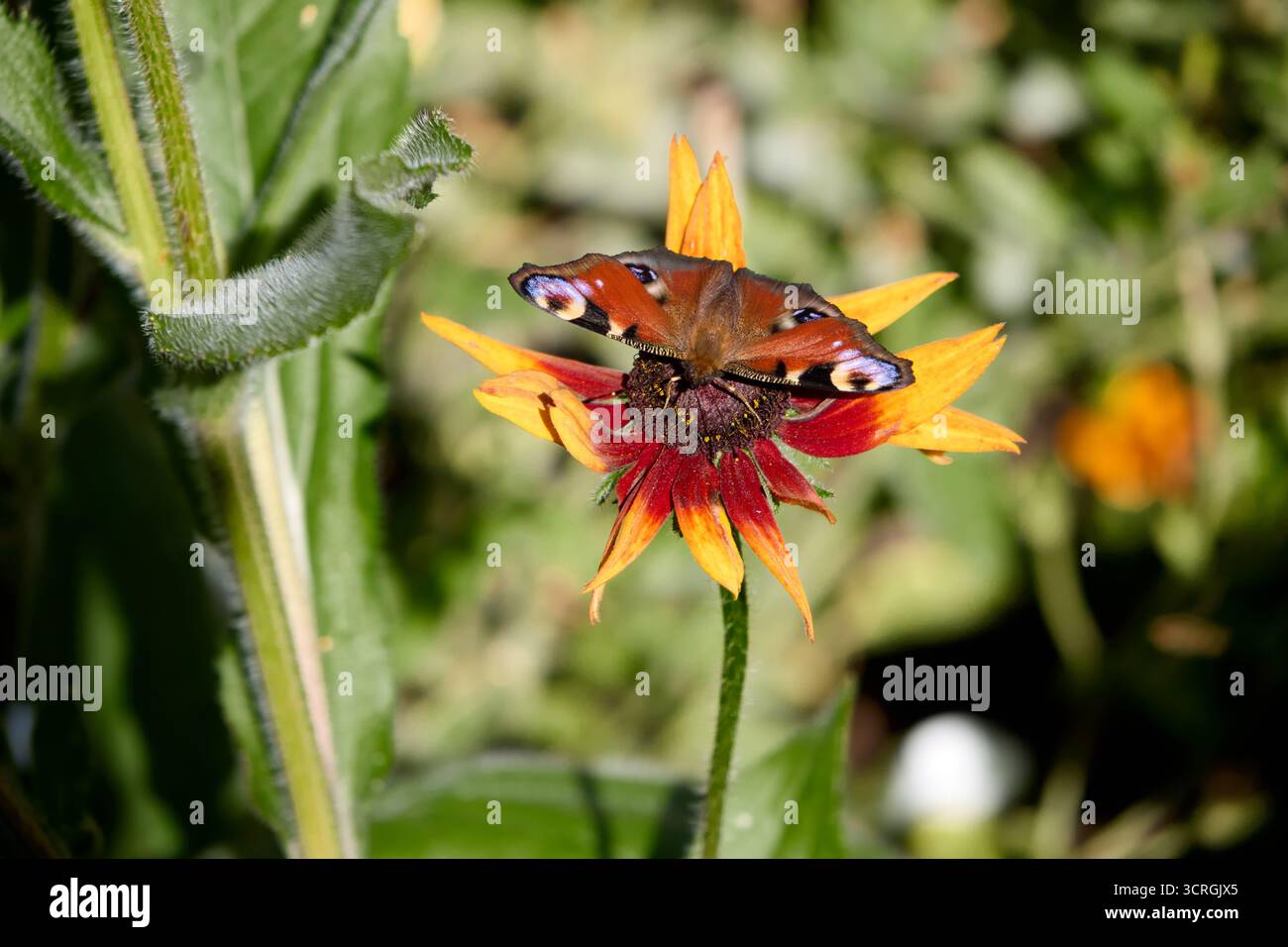 Eine lebendige Nahaufnahme fängt die zarte Schönheit eines Pfauenfalters ein, der anmutig auf einer Rudbeckia-Blume ruht. Die Flügel des Schmetterlings sind Werbung Stockfoto
