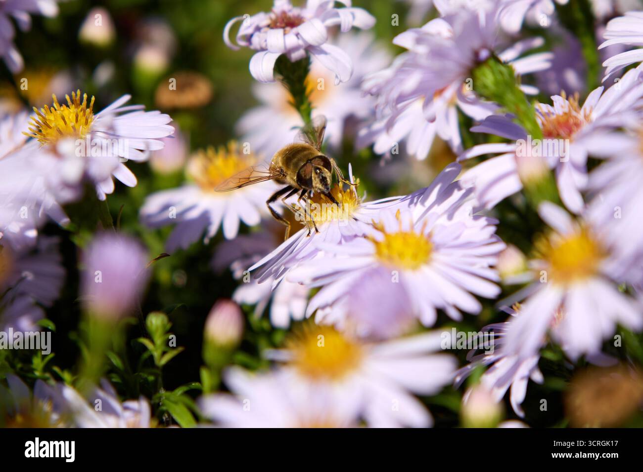 Eine hoverfly sammelt fleißig Nektar aus einer zarten violetten Asterblume und schafft so eine lebendige Szene der Harmonie der Natur im Garten. Stockfoto