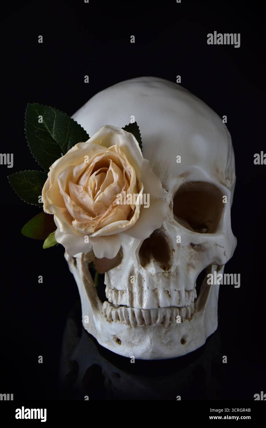 Menschlicher Schädel mit einer Rose aus dem Auge Stockfoto