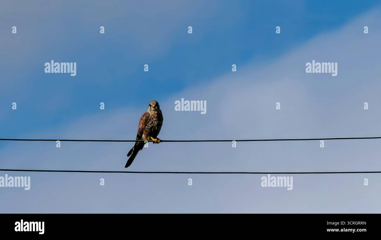 Hawk stand an einem sonnigen Tag auf der Power Line gegen Clear Blue Sky Stockfoto