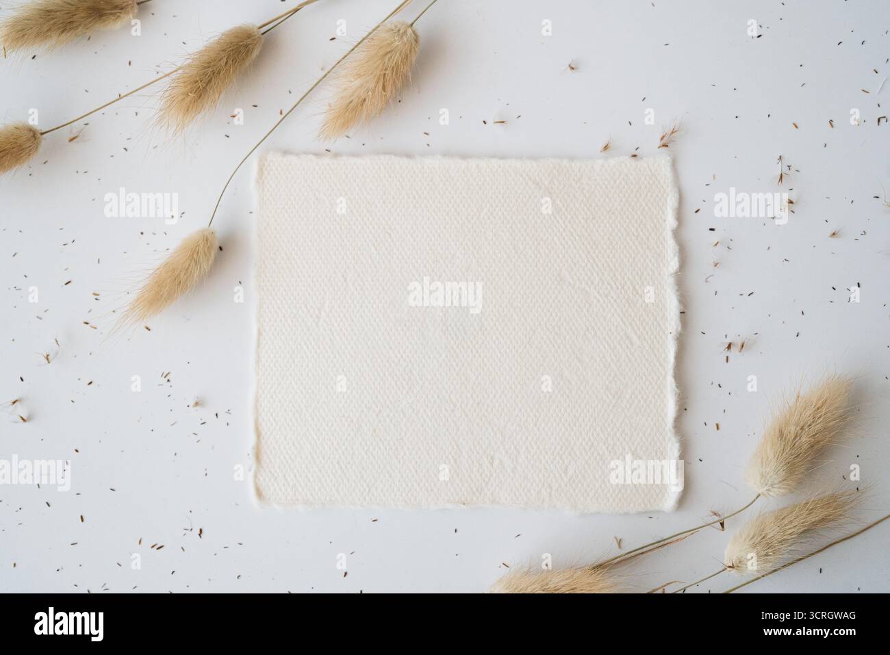 Leere Papierkarte mit nachgeordnetem Kopierraum, flauschiges Kaninchenschwanzgras auf weißem Hintergrund. Ästhetische Bohemian Minimal Business-Markenvorlage. Stockfoto