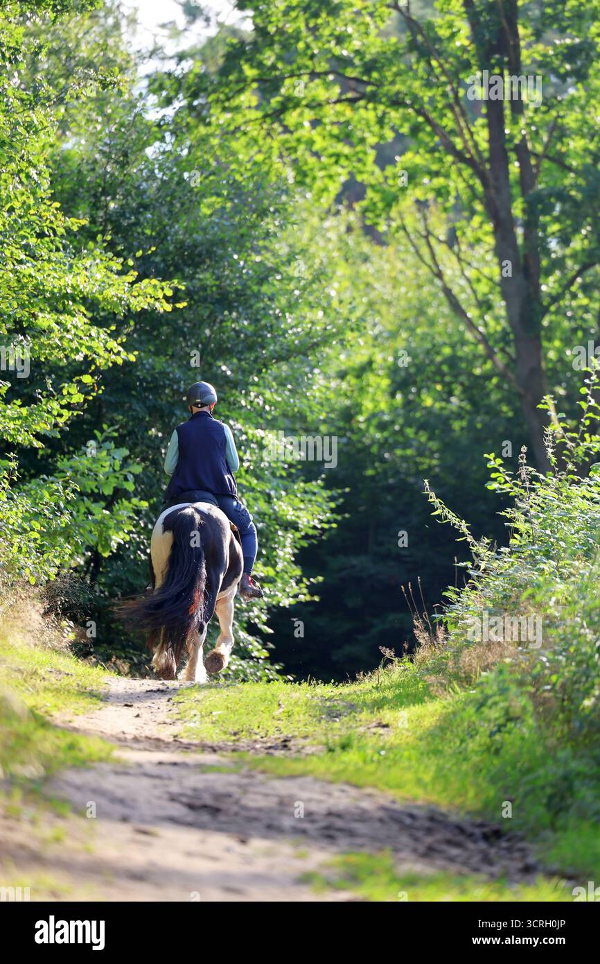 Rückansicht eines Reiters auf einem Pferd auf einem Waldweg Stockfoto