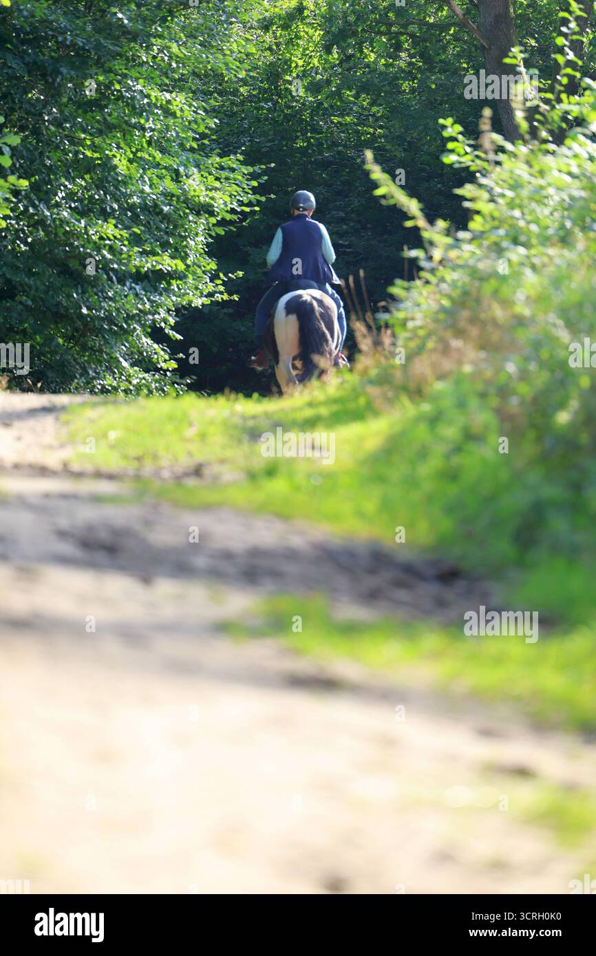 Rückansicht eines Reiters auf einem Pferd auf einem Waldweg Stockfoto