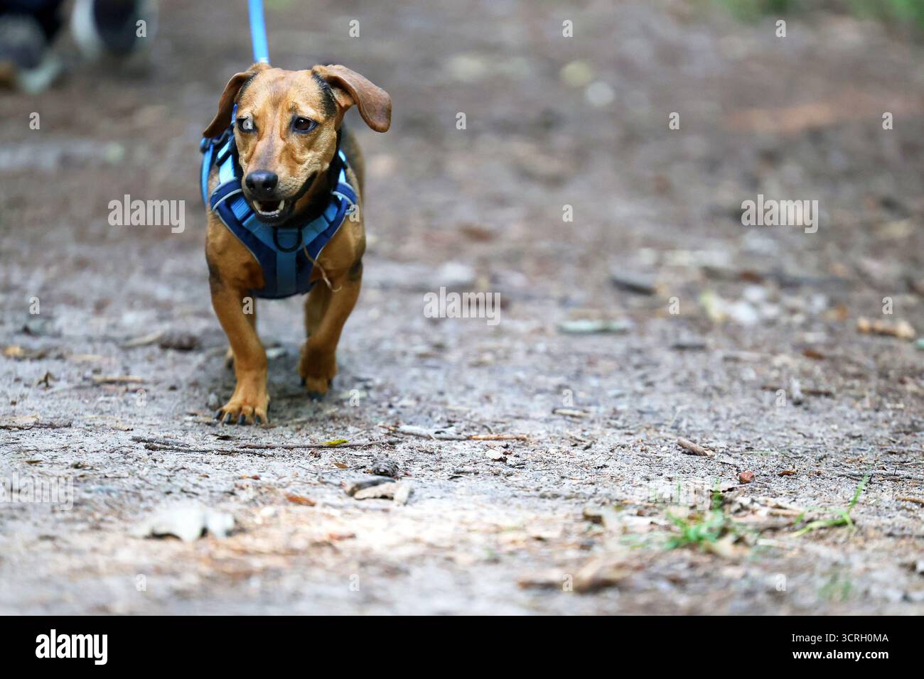 Ein energiegeladener Dackel, der sich auf Ausdruck inmitten grüner Natur konzentriert Stockfoto