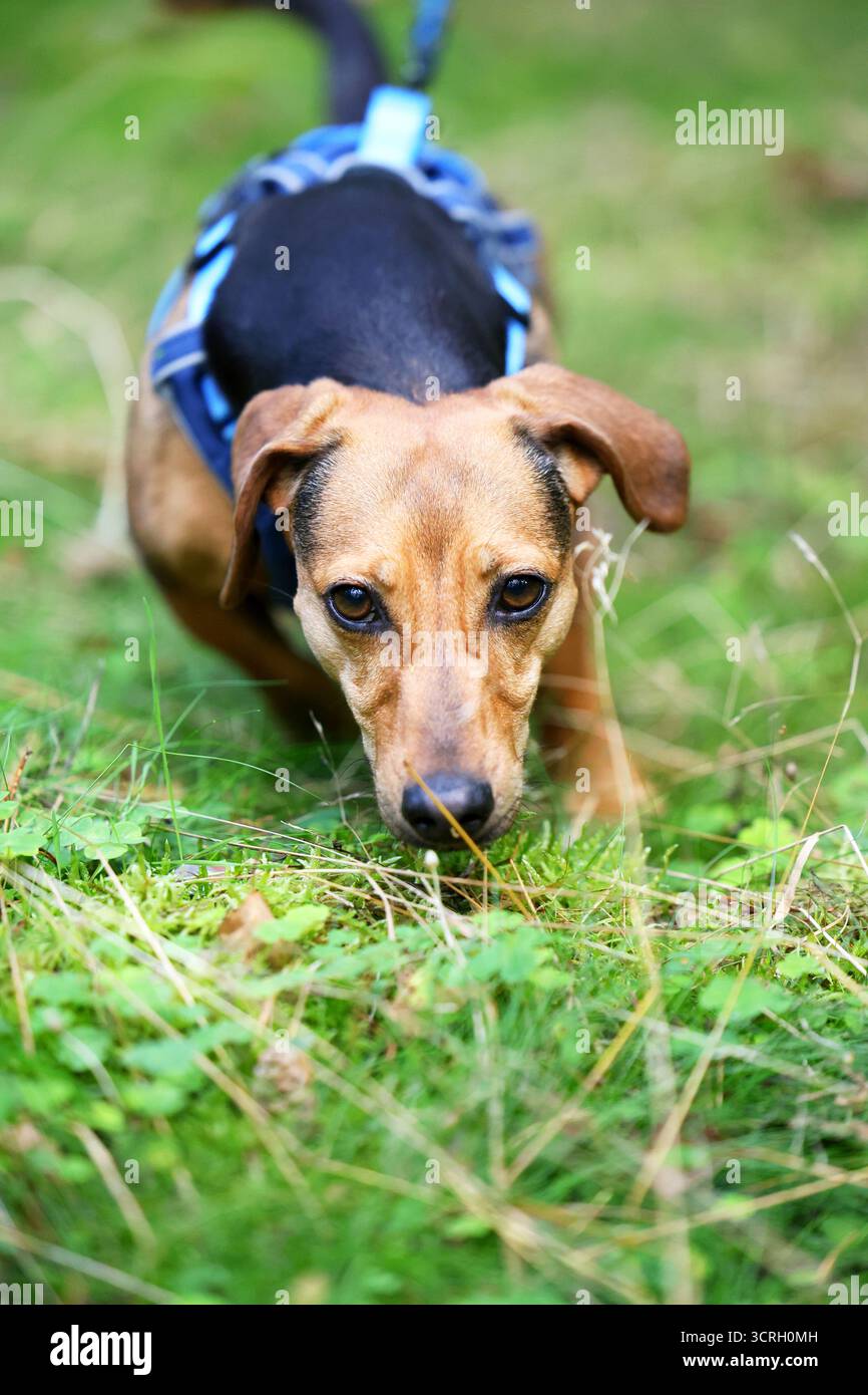 Ein energiegeladener Dackel, der sich auf Ausdruck inmitten grüner Natur konzentriert Stockfoto