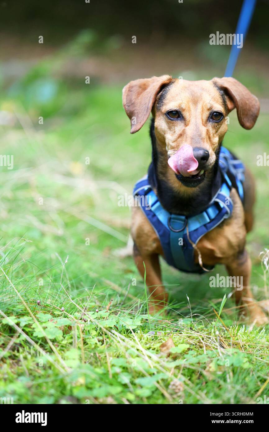Ein energiegeladener Dackel, der sich auf Ausdruck inmitten grüner Natur konzentriert Stockfoto