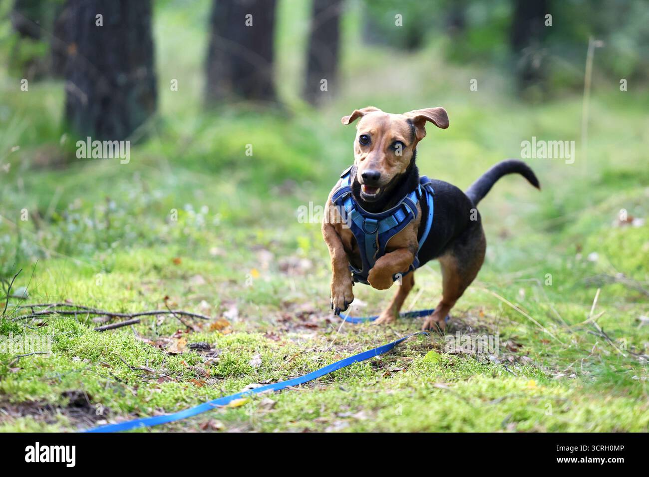 Ein energiegeladener Dackel, der sich auf Ausdruck inmitten grüner Natur konzentriert Stockfoto