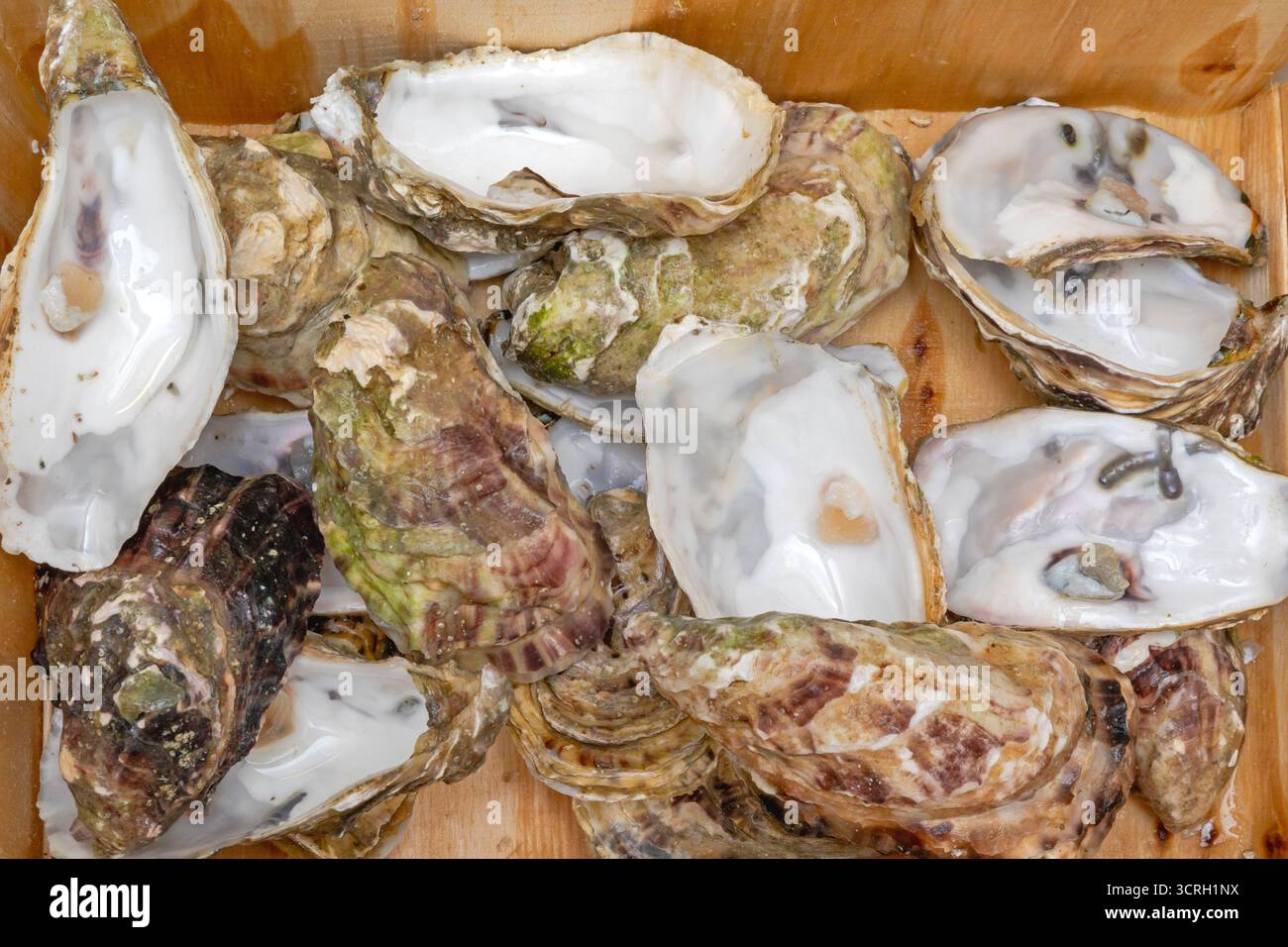 Ausrangierte Austernschalen in Holzkistenabfällen Stockfoto