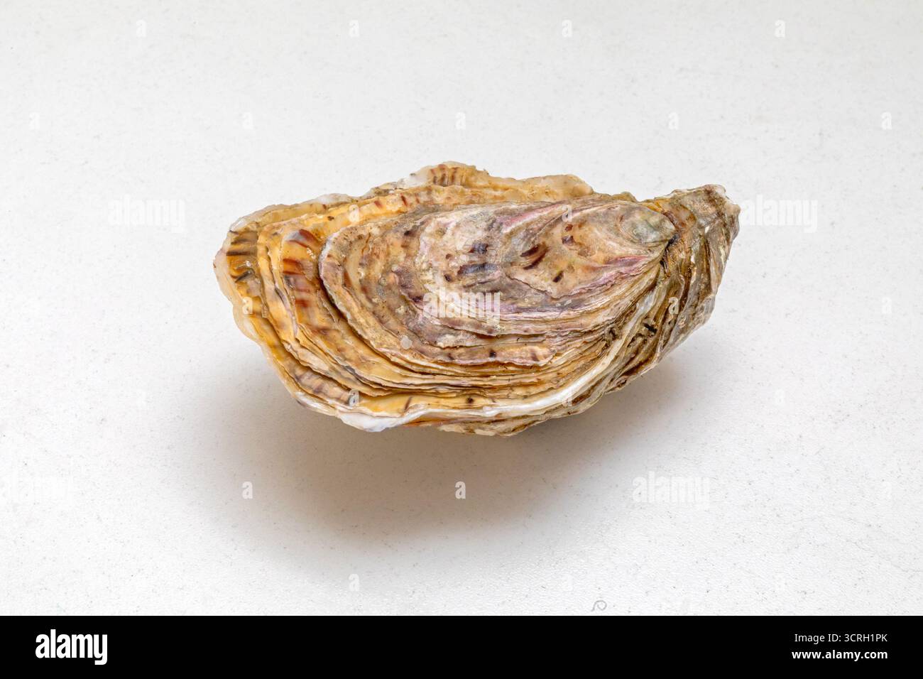 Eine geschlossene Fresh Oyster Shell am Tisch Seafood Stockfoto
