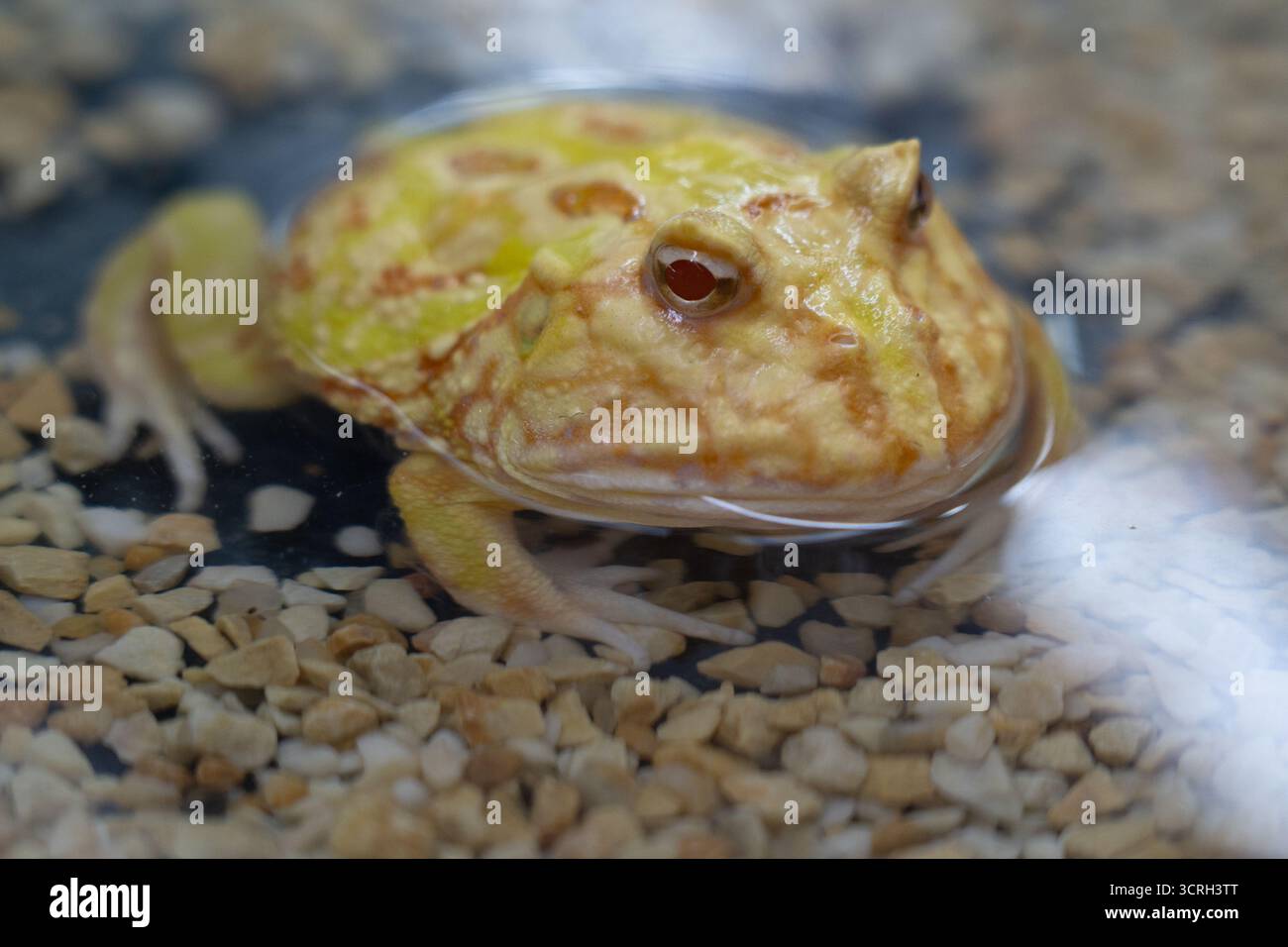 Pacman Frosch vor weißem Hintergrund Stockfoto