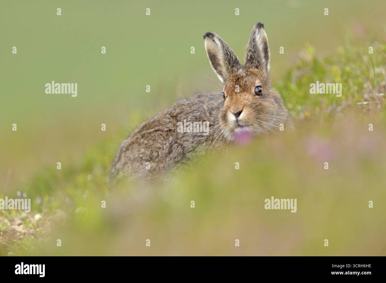 Mountain Hare (Lepus timidus) in braunem Sommerkittel, Cairngorms Mountains, Cairngorm National Park, Schottland, Juli 2016 Stockfoto