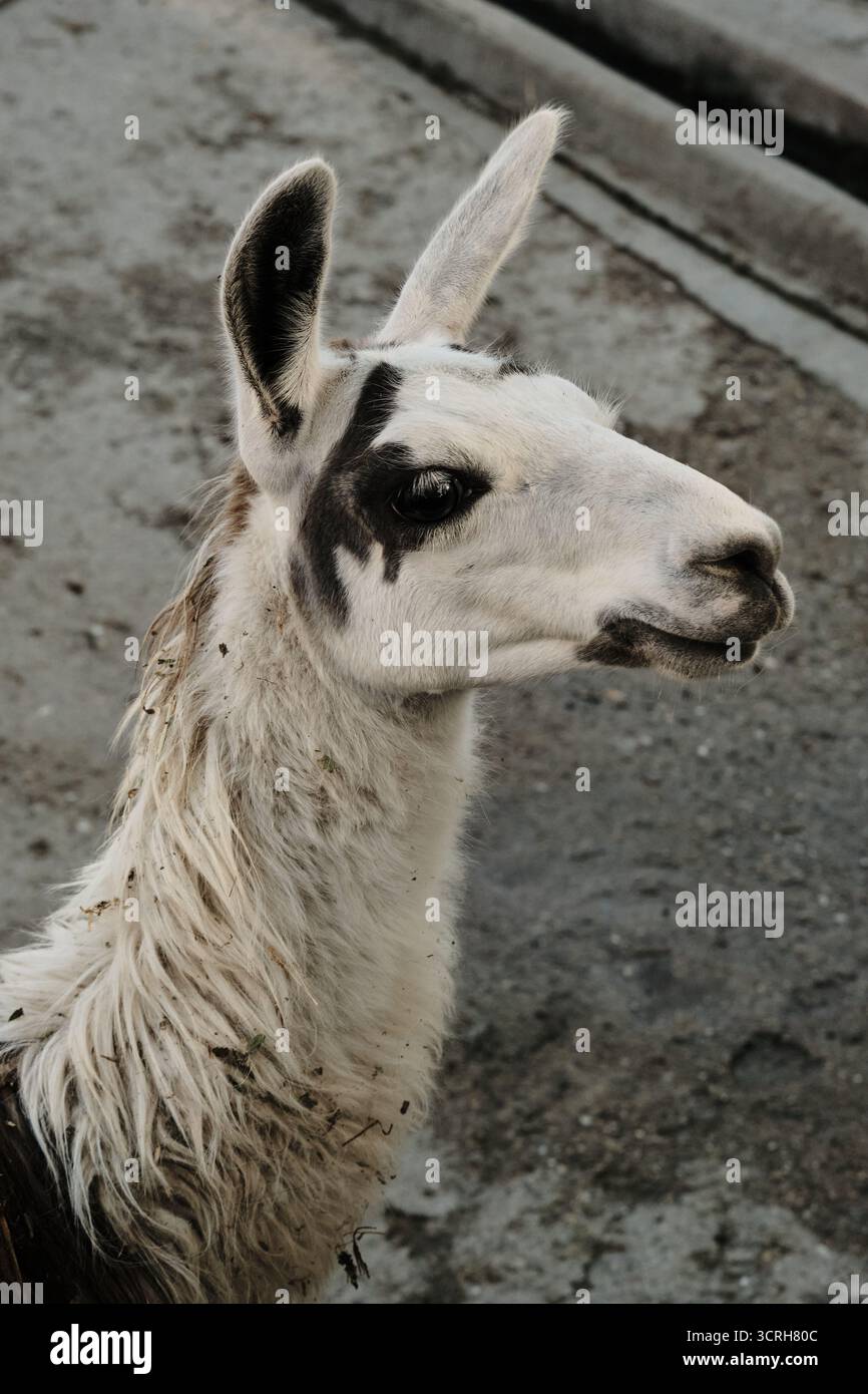 Nahporträt eines weißen Lamas mit braunen Markierungen auf dem Kopf, Hintergrund des Zoogeheges. Stockfoto