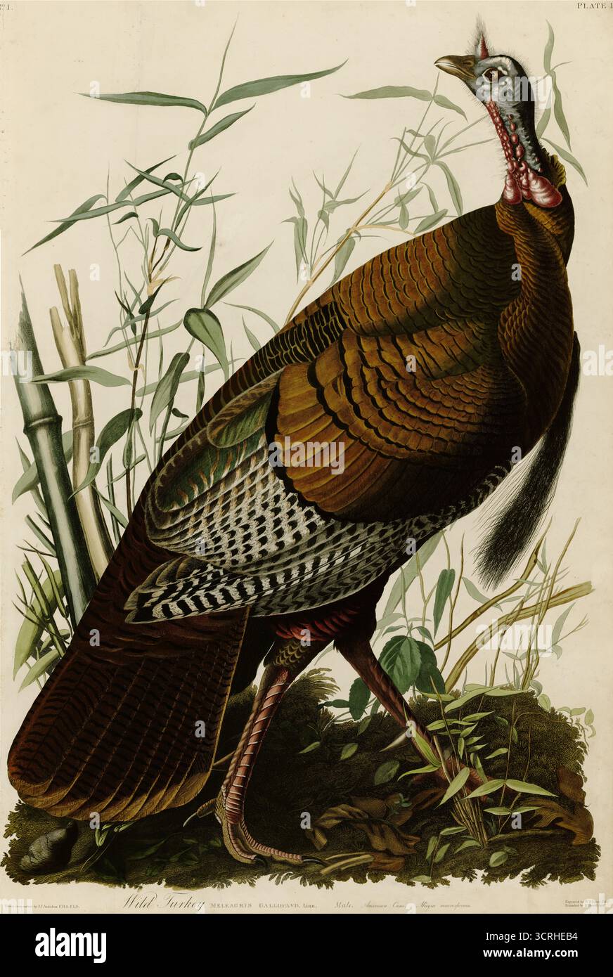 Platte 1 von Birds of America von John James Audubon mit der Darstellung des wilden Truthahns. wildputen (meleagris gallopavo). Gravur aus dem Gemälde von John Ja Stockfoto