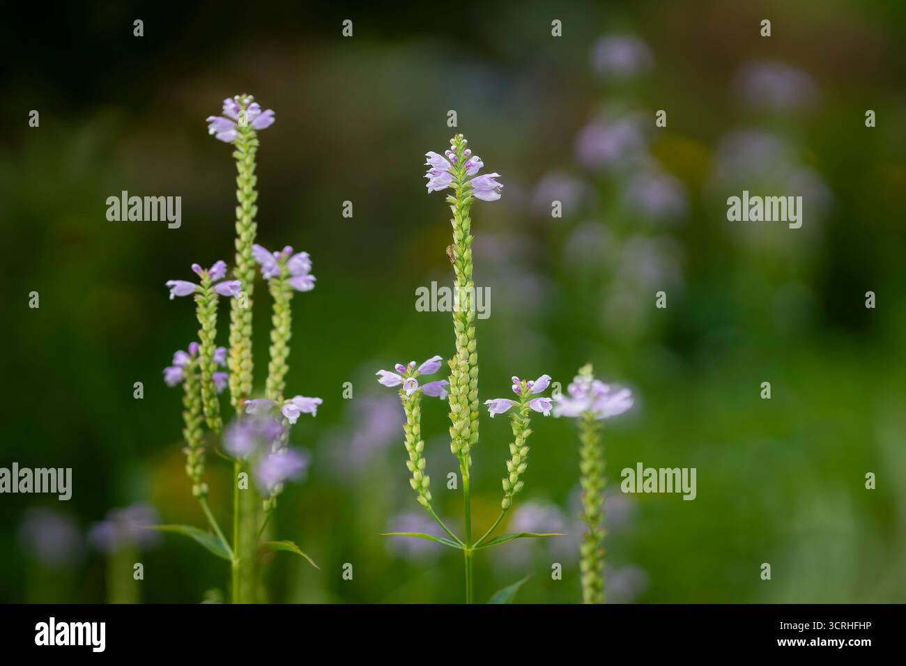 Amerikanisches Eisenkraut (Verbena hastata), auch bekannt als Blue Eisenkraut, Simppler's Joy oder Swamp Verbena. Eine blühende Pflanze aus der Familie der Vervain, Verbenaceae. Stockfoto