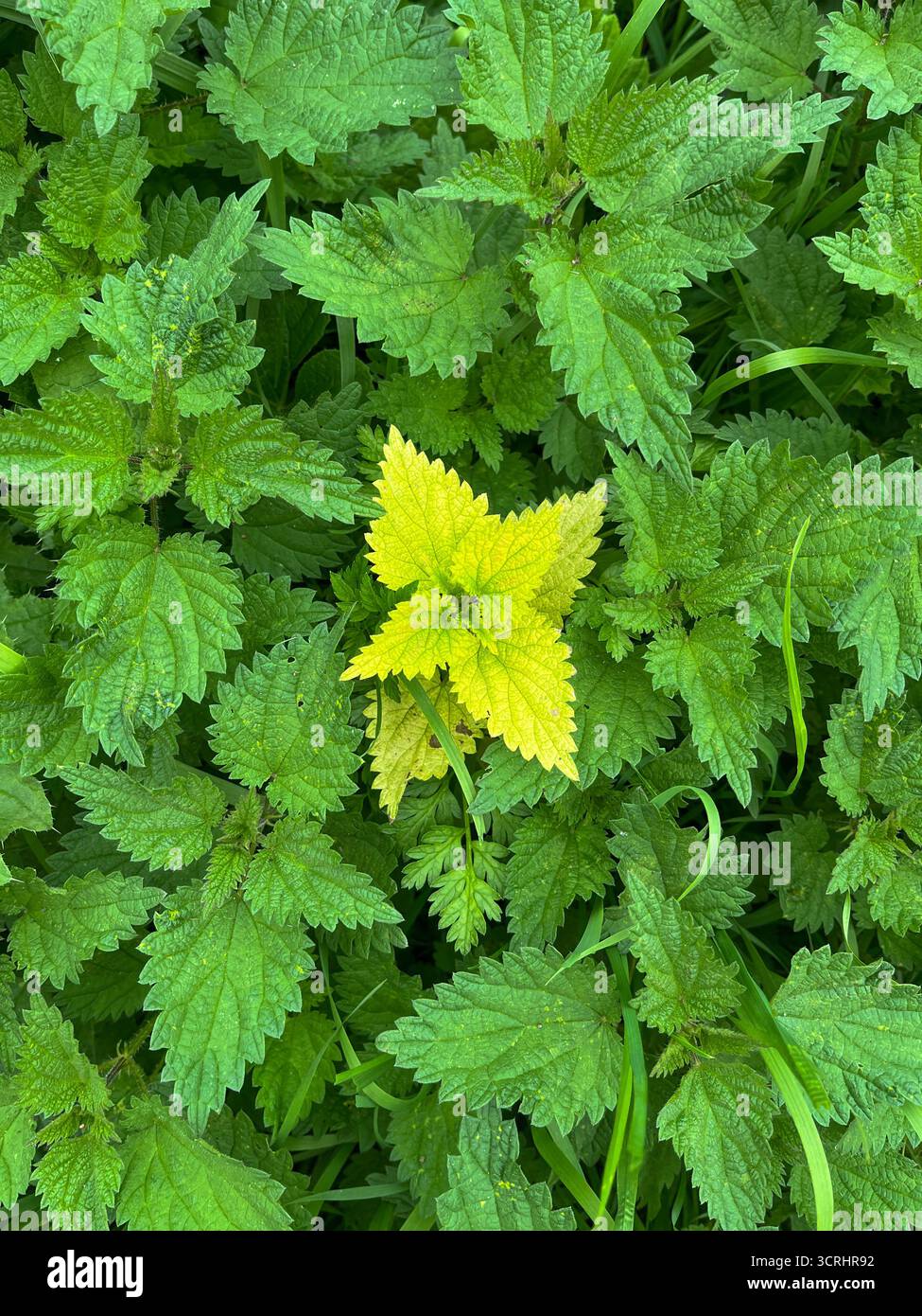 Junge Brennnessel in Grün, mit einem einzigen Stiel aus hellgrüner, fast salathaltiger Brennnessel in der Mitte. - Smartphone-aufgenommenes Stockfoto