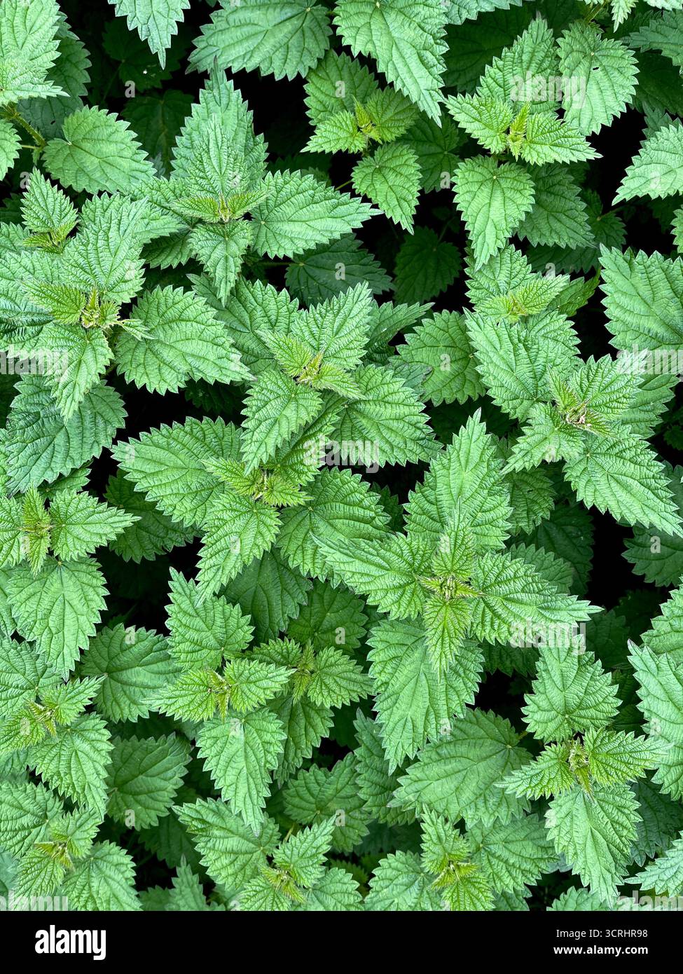 Jungnessel in England, Suffolk, Ende September - Smartphone-aufgenommenes Stockfoto