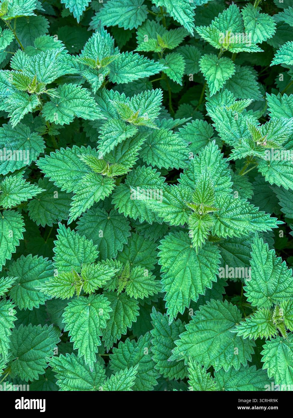 Jungnessel in England, Suffolk, Ende September - Smartphone-aufgenommenes Stockfoto