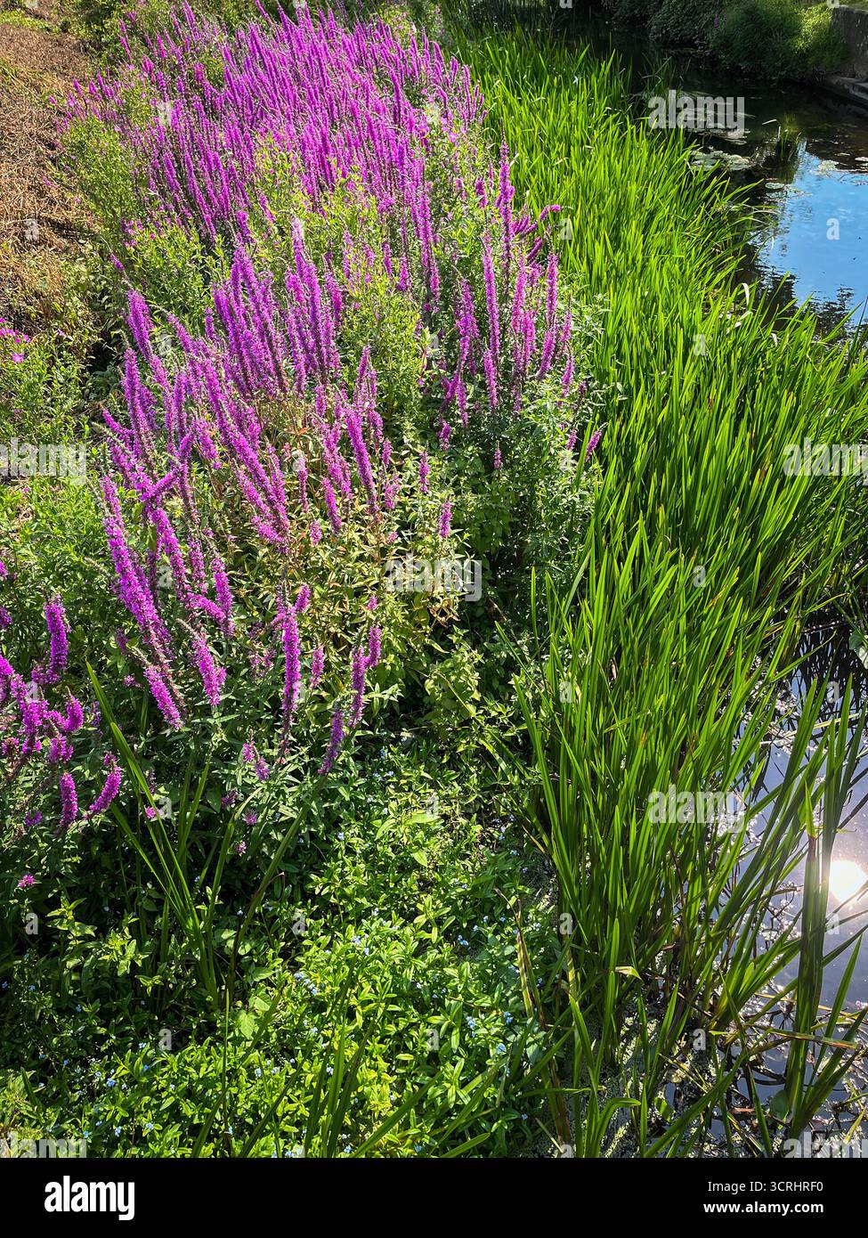 Grünes Schilf und lila Blumen am Ufer eines Teichs in England, Suffolk. - Smartphone-aufgenommenes Stockfoto