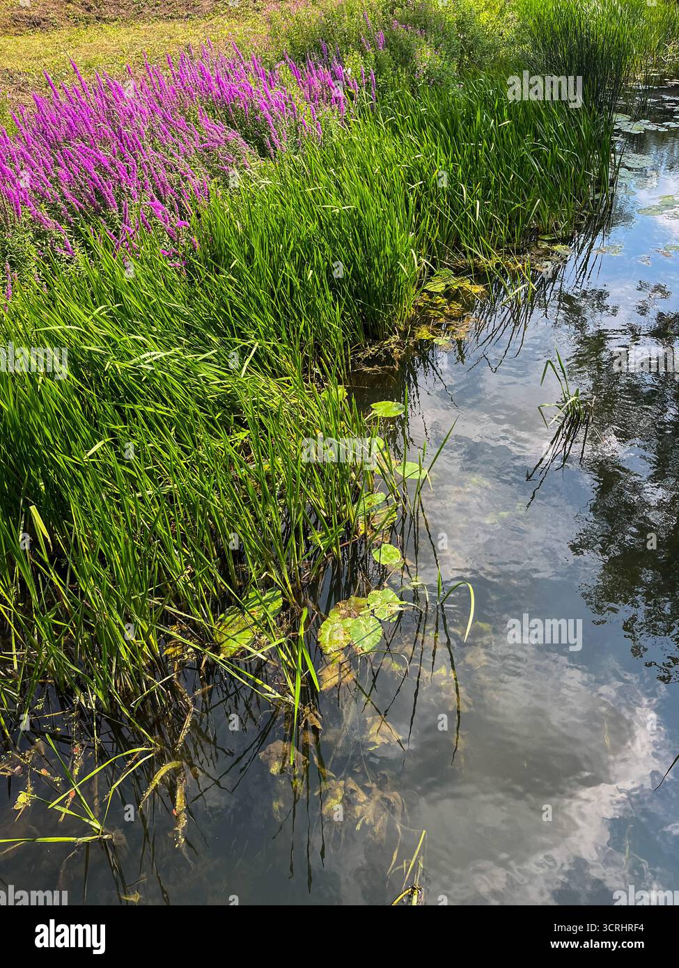 Grünes Schilf und lila Blumen am Ufer eines Teichs in England, Suffolk. - Smartphone-aufgenommenes Stockfoto