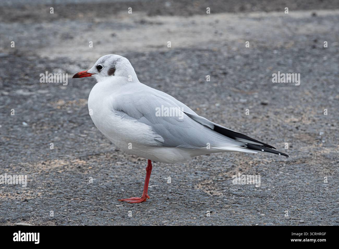 Eine Nahaufnahme einer schwarzköpfigen Möwe im Wintergefieder balanciert auf einem Bein vor dem gedämpften grauen Hintergrund einer Asphaltstraße. Stockfoto