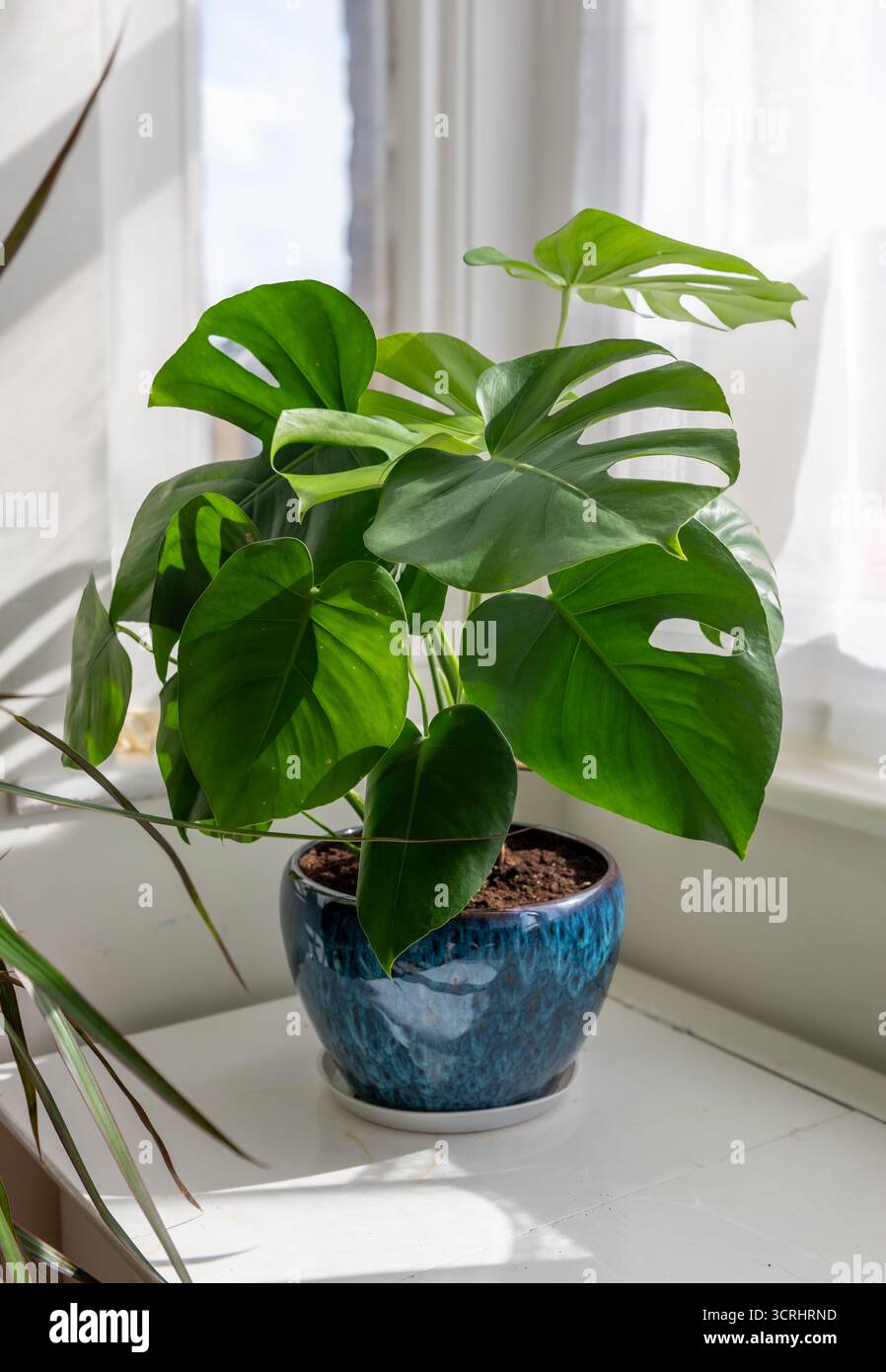 Eine wunderschöne Schweizer Käsepflanze in einem Keramiktopf in einem Erkerfenster. Stockfoto