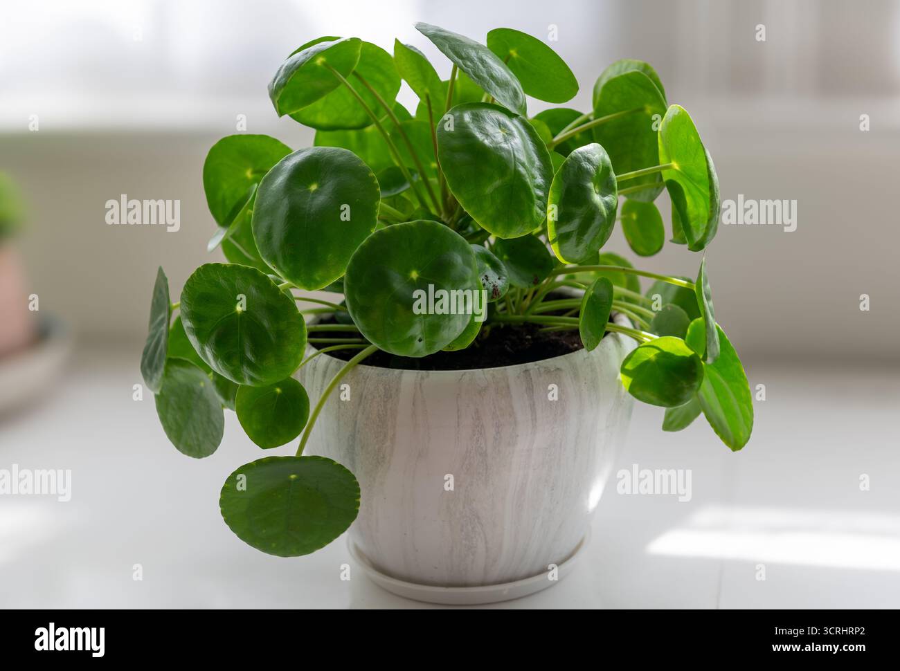 Eine Topfpflanze Pilea peperomioides, chinesische Geldpflanze in einem großen Keramiktopf. Stockfoto
