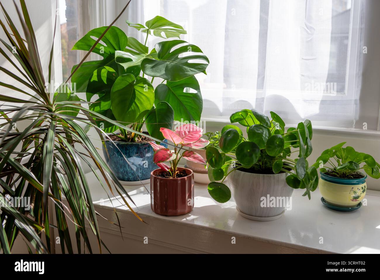 Pflanzen und dekoration -Fotos und -Bildmaterial in hoher Auflsung  Alamy
