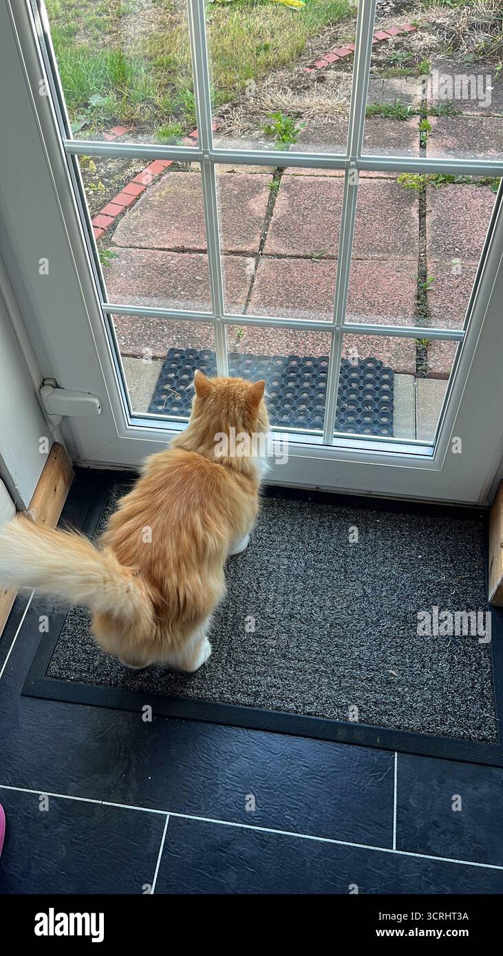 Ginger flauschige Katze steht vor der Haustür und wartet von der Arbeit auf ihren Besitzer - Smartphone-aufgenommenes Stockfoto