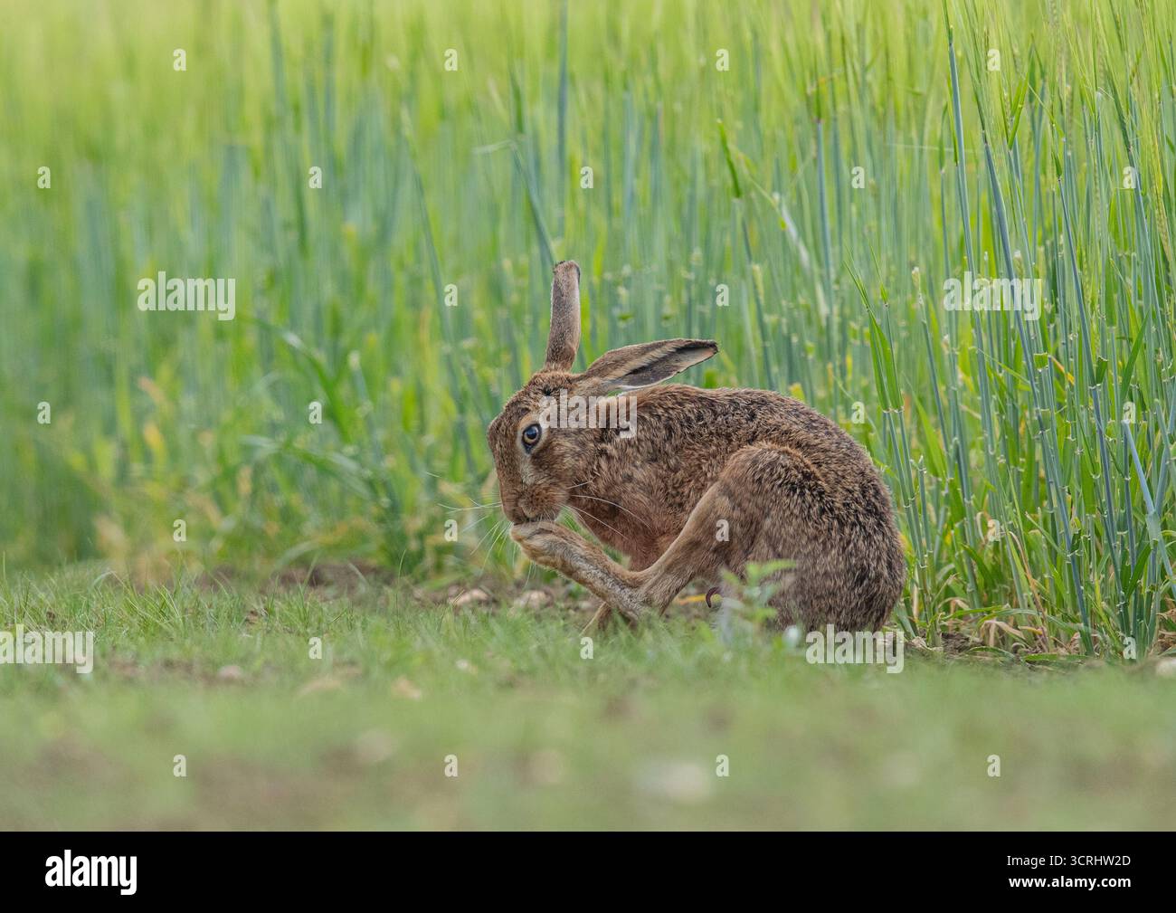 Ein beschäftigter Wildhase (Lepus europaeus), der sich seine großen Hinterfüße wuschte, während er bei den Bauern saß, die Gerste auf einem Bauernhof in Suffolk reiften. UK Stockfoto