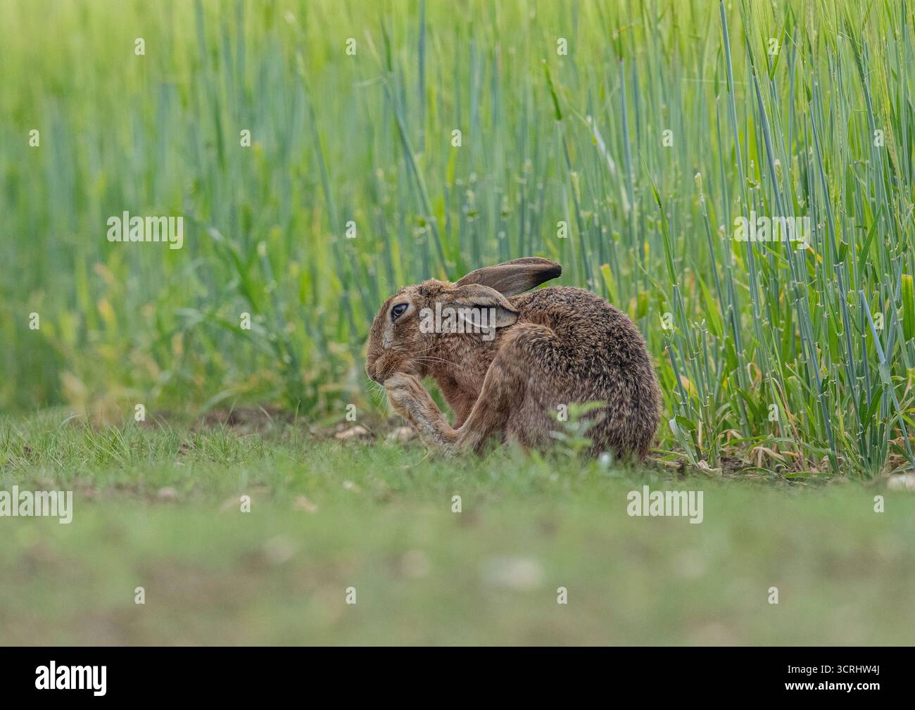 Ein beschäftigter Wildhase (Lepus europaeus), der sich seine großen Hinterfüße wuschte, während er bei den Bauern saß, die Gerste auf einem Bauernhof in Suffolk reiften. UK Stockfoto