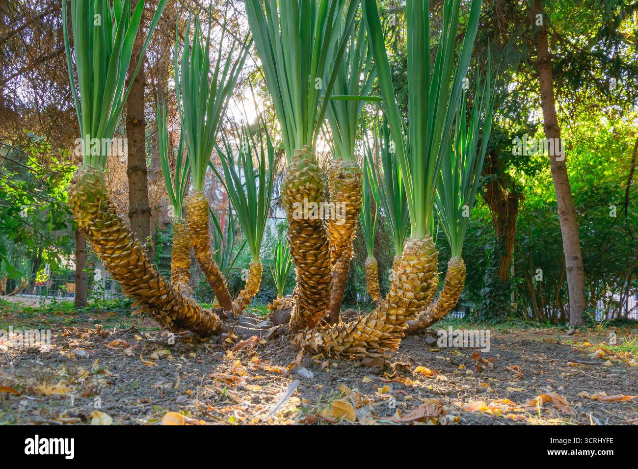 Nahaufnahme exotischer tropischer Pflanzen mit hohen, spitzen grünen Blättern und rauen, strukturierten Stämmen, die in einem sonnendurchfluteten Garten wachsen und Vitalität und Vielfalt symbolisieren Stockfoto