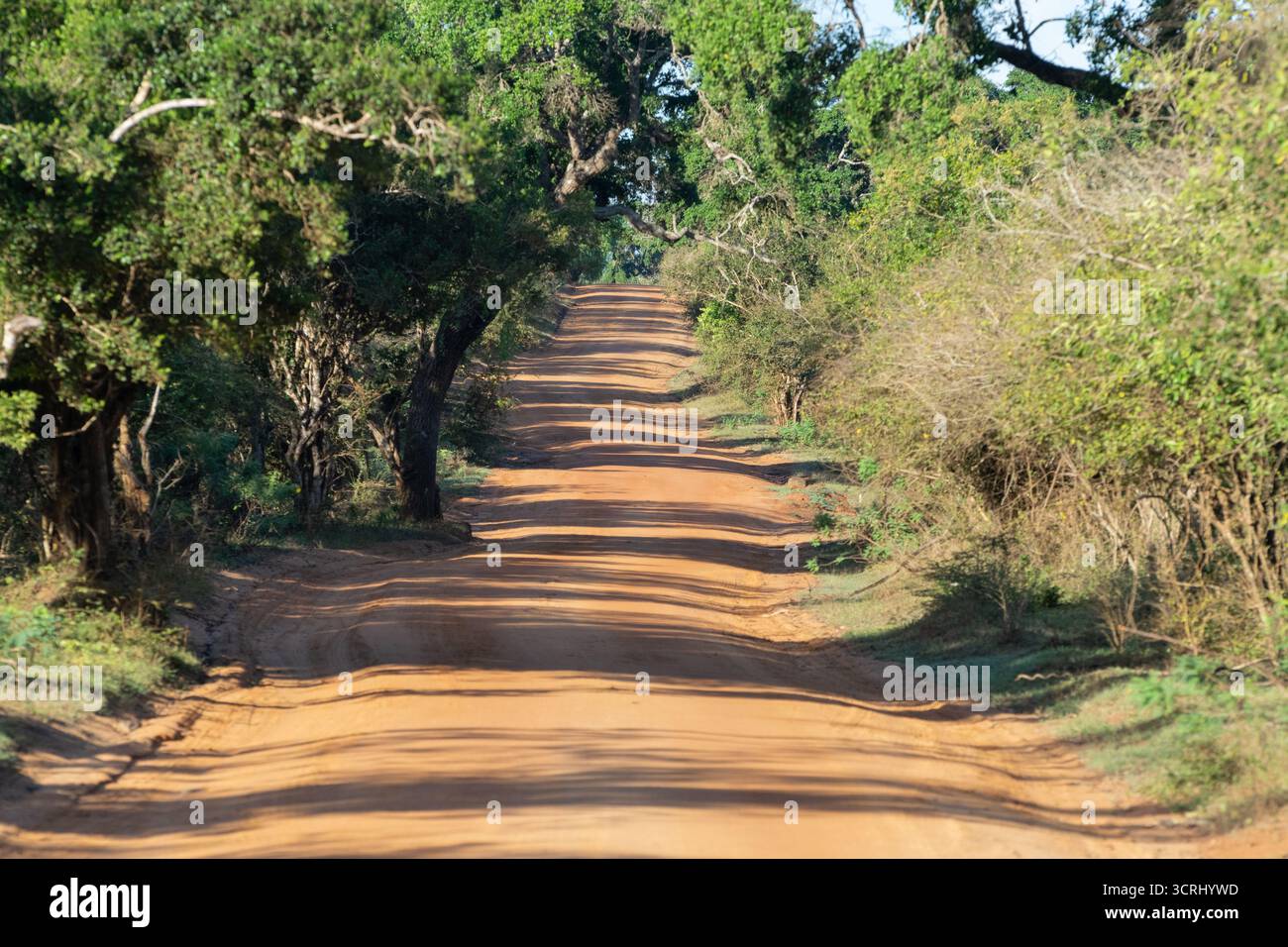 Tropische Dschungelstraße während der Trockenzeit. Ein unbefestigter Weg durch dichte Waldvegetation in [Specific Location, National Park, Sri Lanka]. Stockfoto