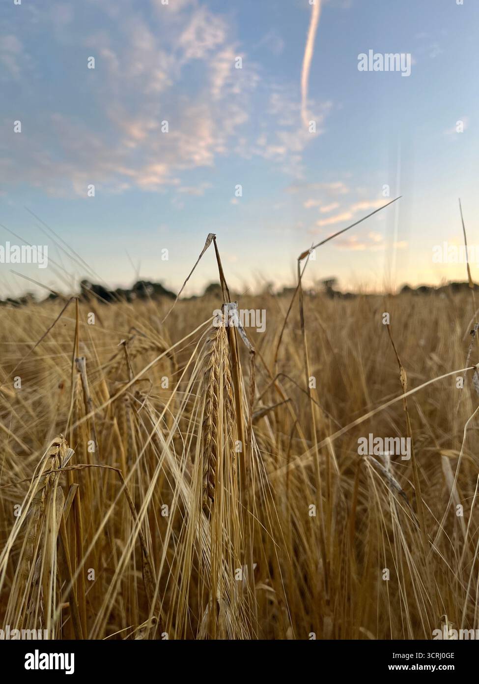 Der Roggen geht auf das Feld und der blaue Himmel im Hintergrund - Smartphone-aufgenommenes Stockfoto