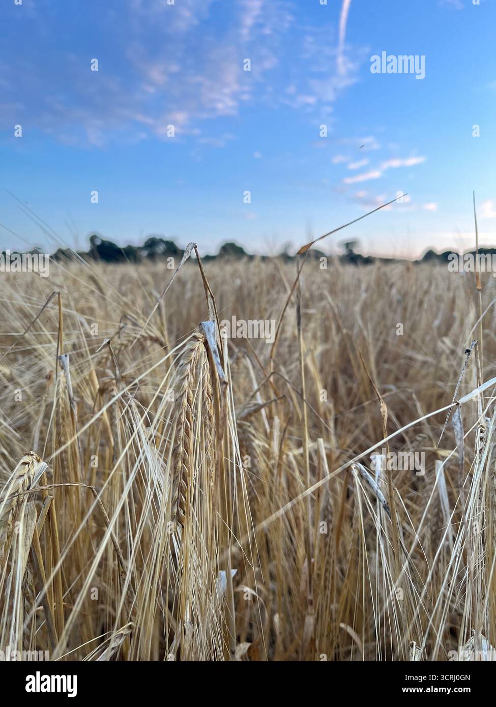 Der Roggen geht auf das Feld und der blaue Himmel im Hintergrund - Smartphone-aufgenommenes Stockfoto