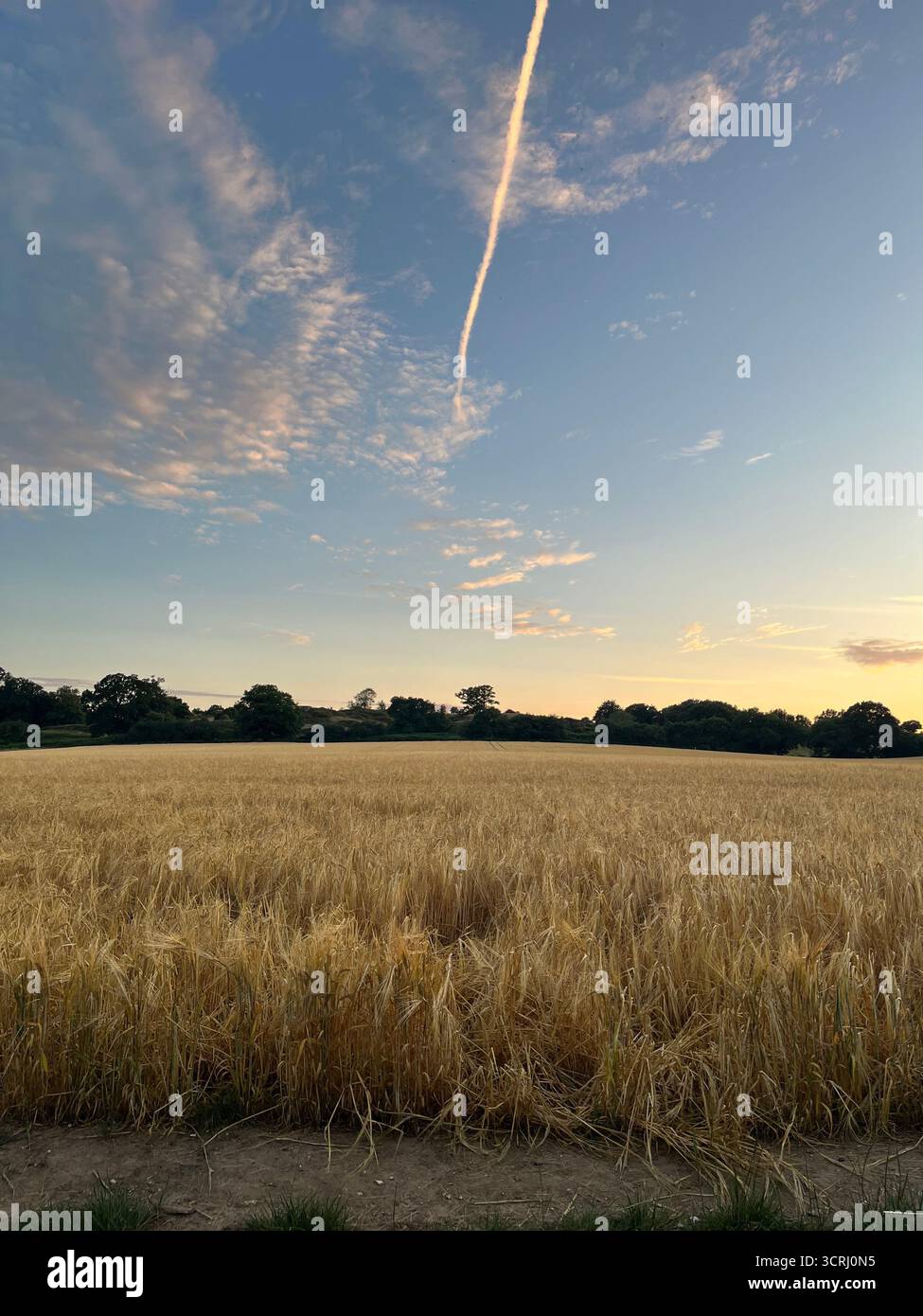 Der Roggen geht auf das Feld und der blaue Himmel im Hintergrund - Smartphone-aufgenommenes Stockfoto