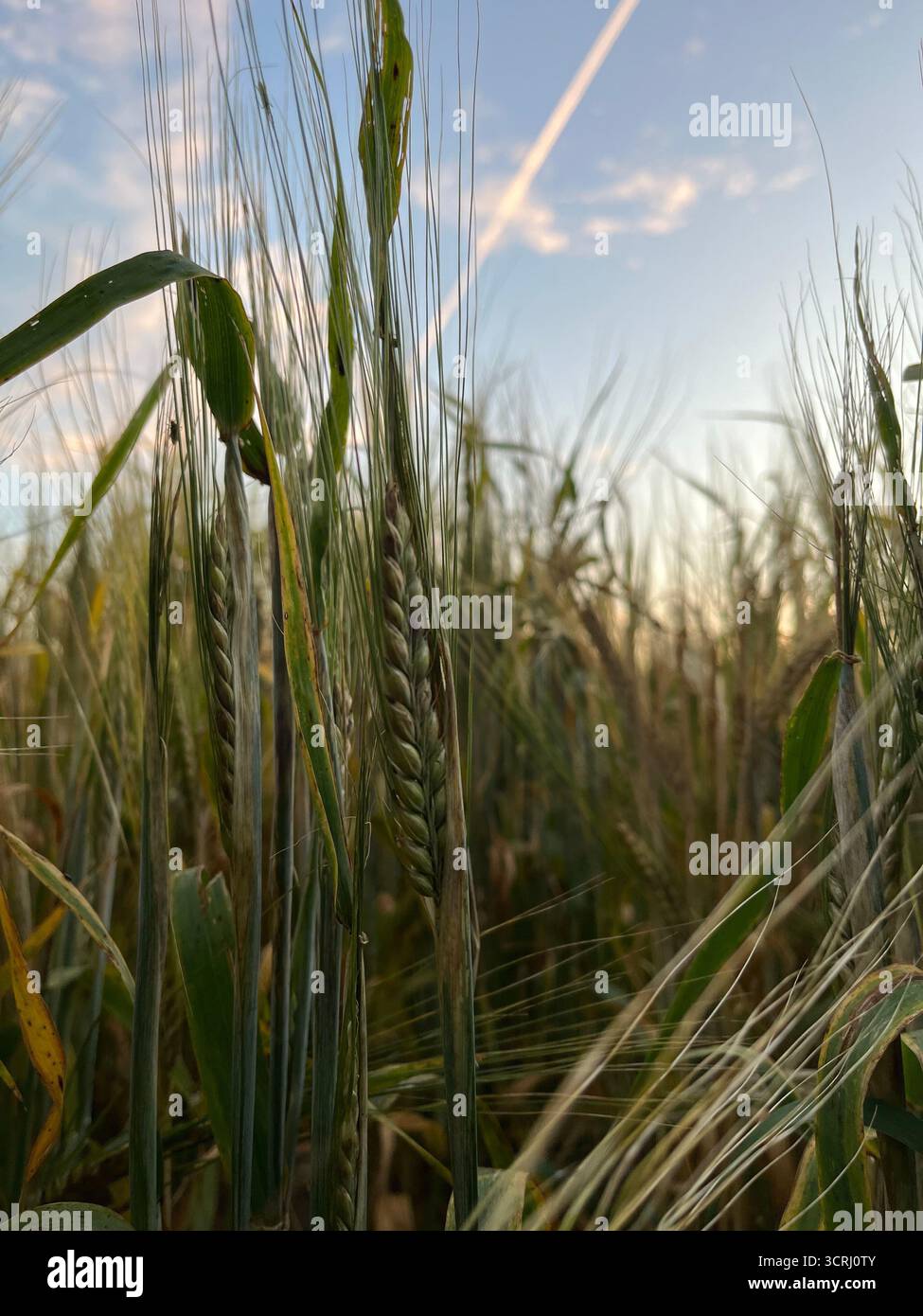Der Roggen geht auf das Feld und der blaue Himmel im Hintergrund - Smartphone-aufgenommenes Stockfoto