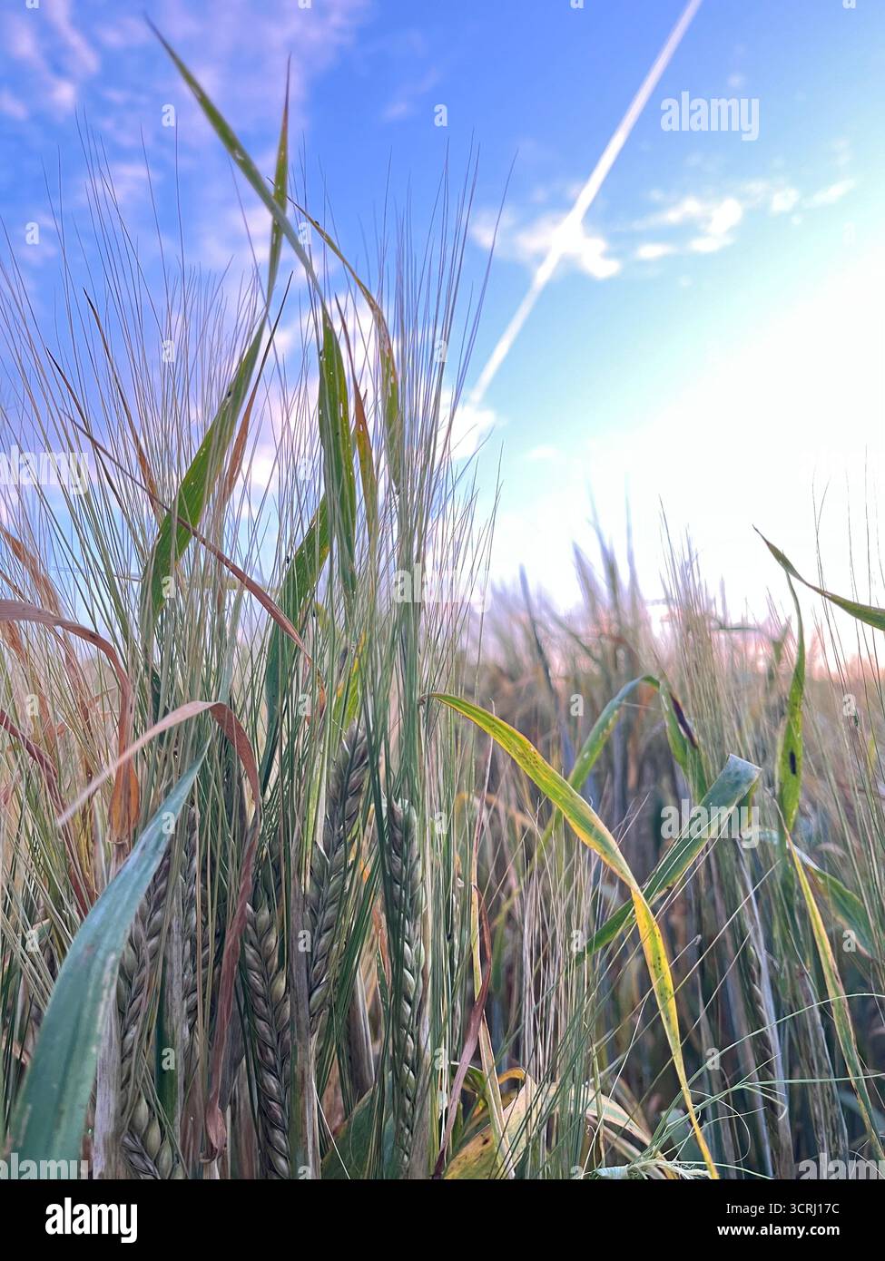 Der Roggen geht auf das Feld und der blaue Himmel im Hintergrund - Smartphone-aufgenommenes Stockfoto
