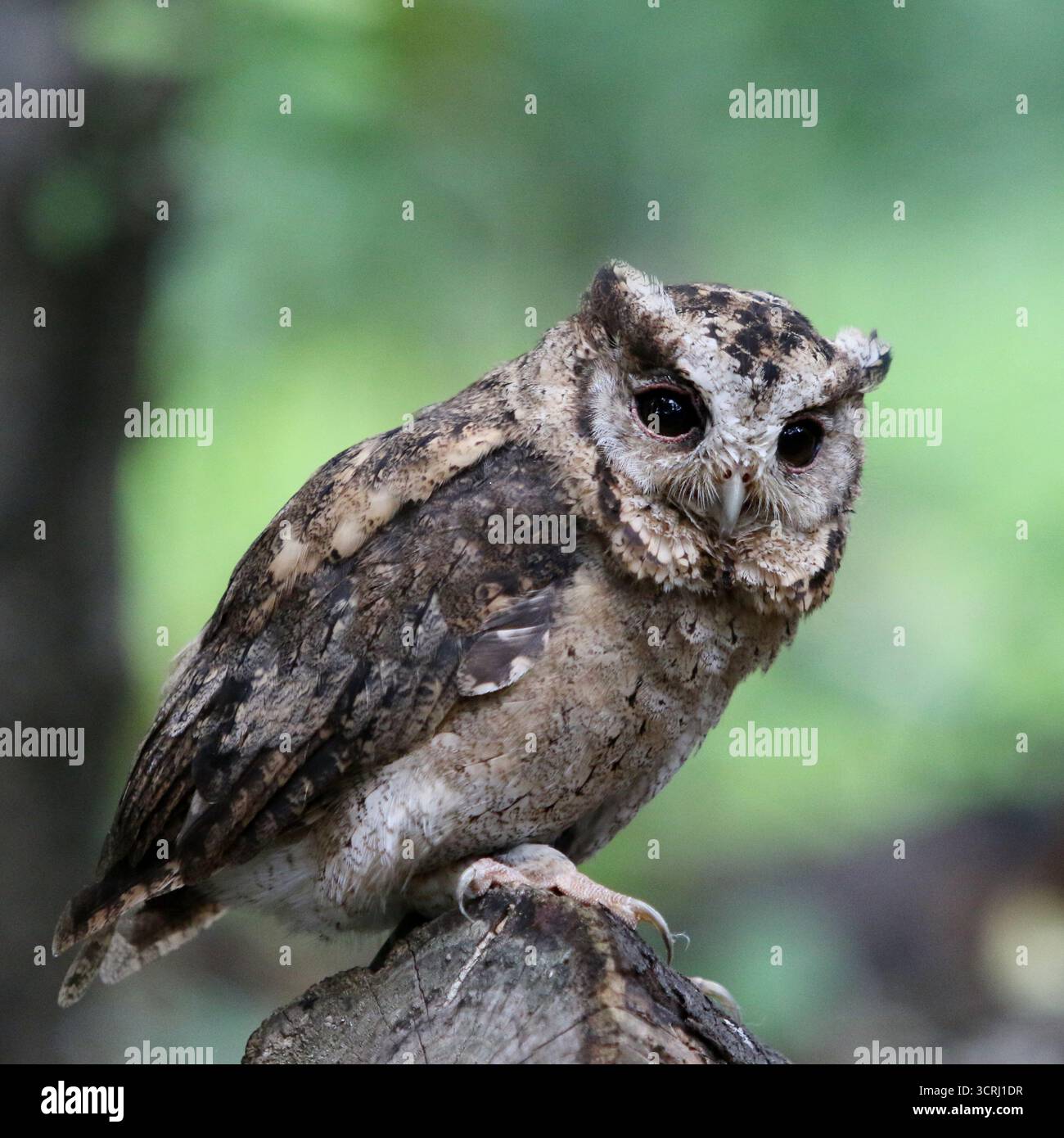 Indian Scops Owl (Otus bakkamoena) Stockfoto