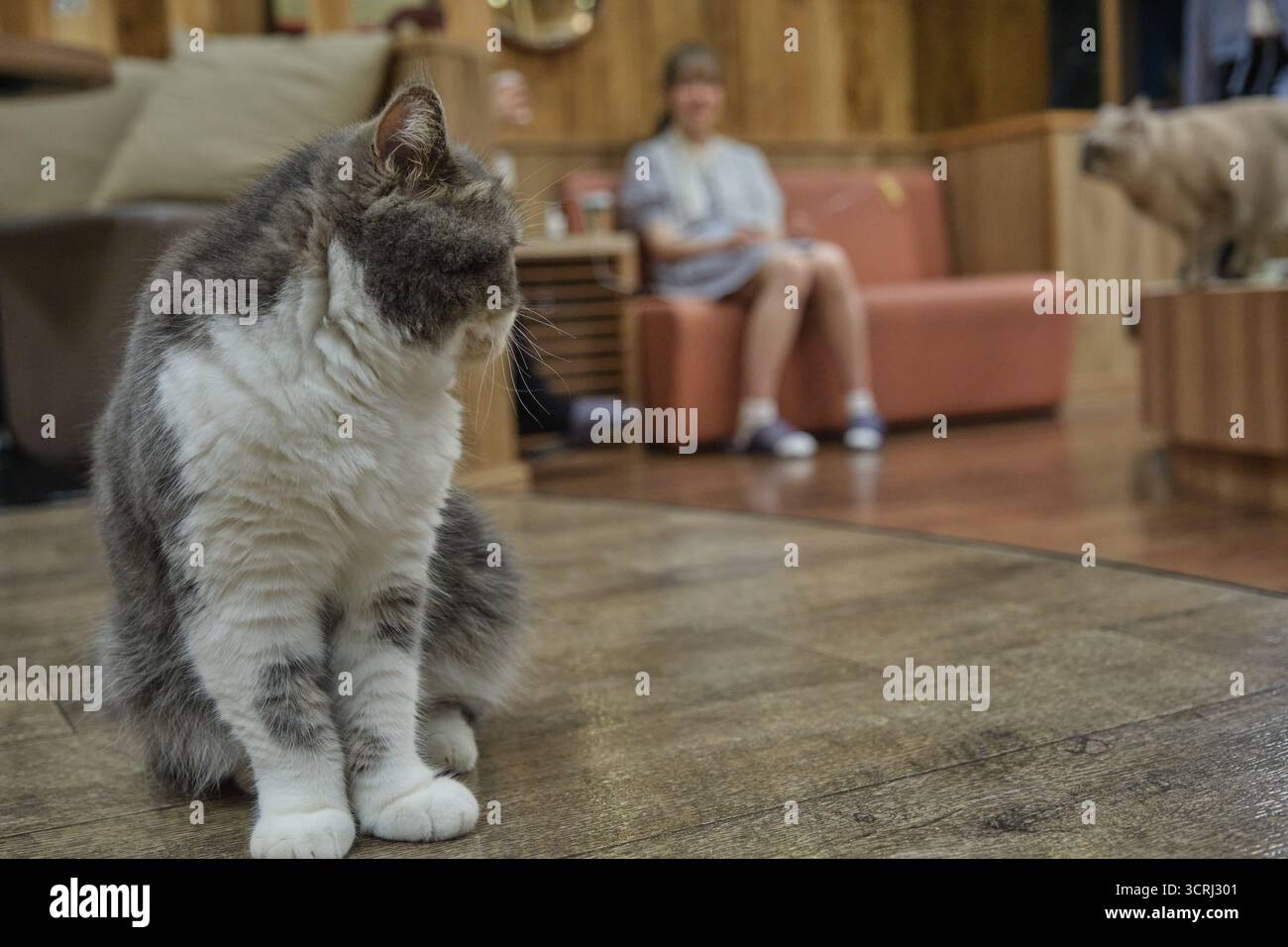 Streunende Katze, die auf Tokio ruht. Niedliches japanisches Straßenkatzenporträt mit neugierigem Ausdruck. Stockfoto